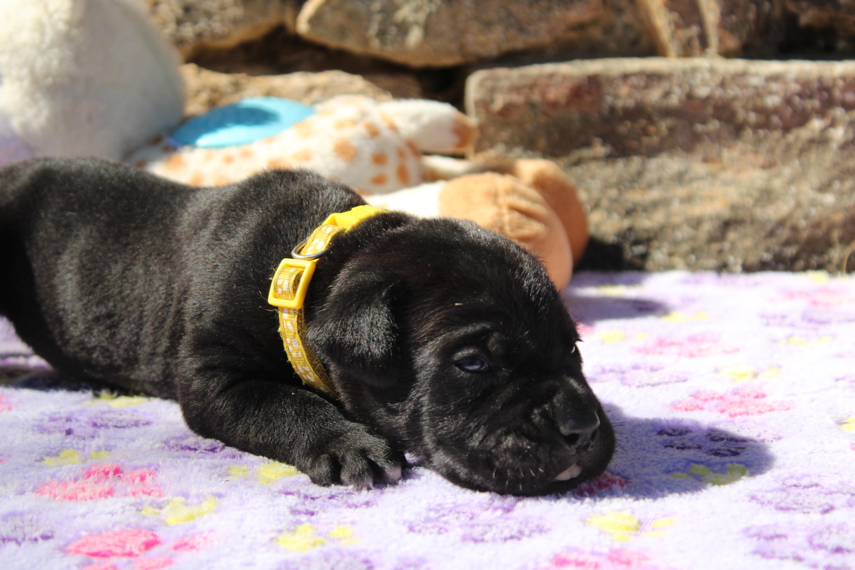 Image Cane Corso
