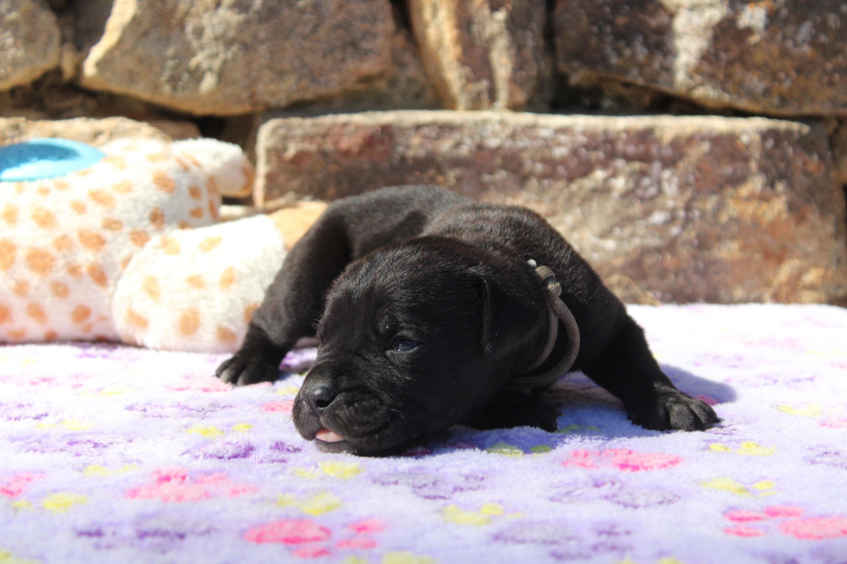 Image Cane Corso