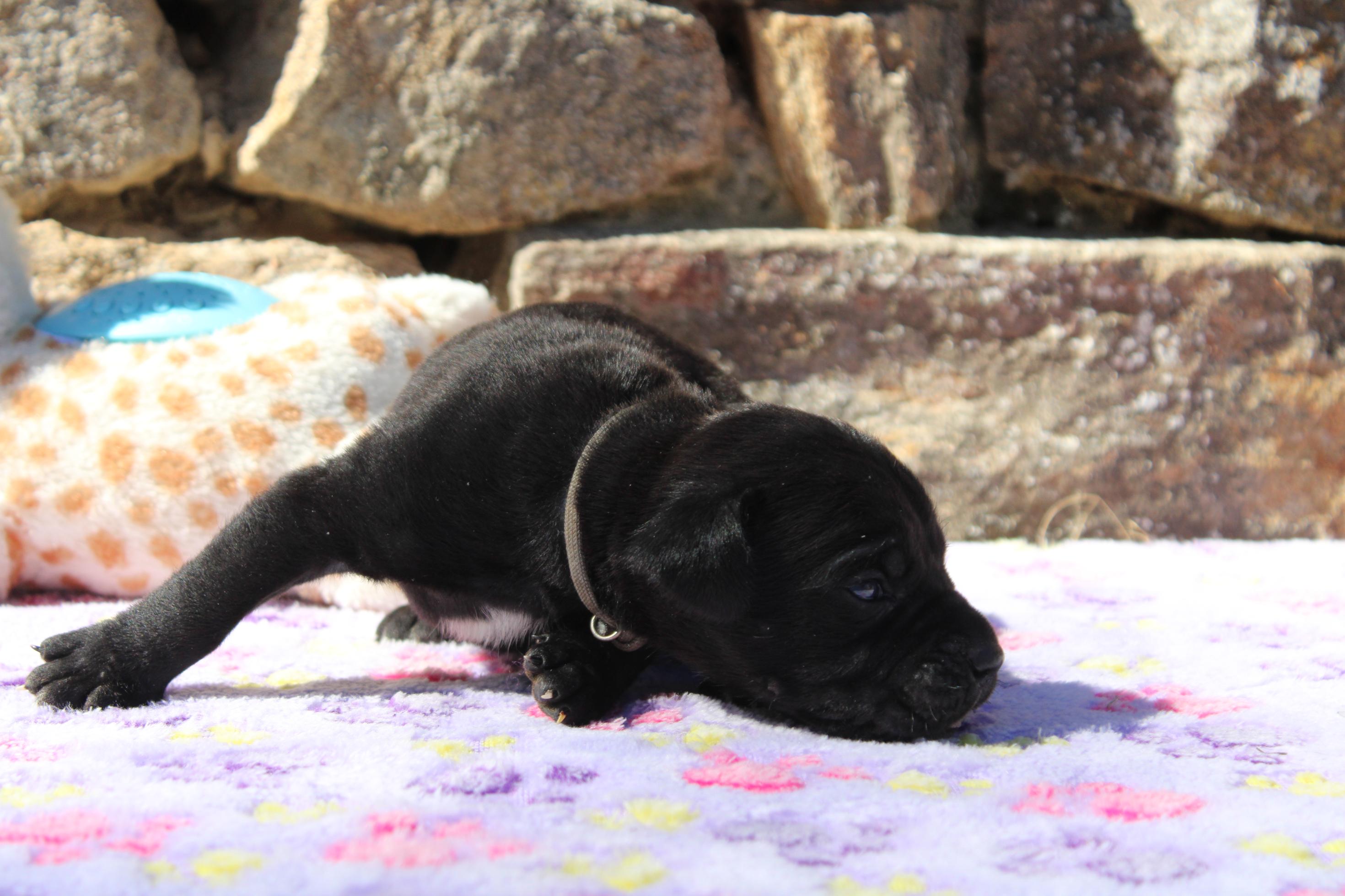 Image Cane Corso
