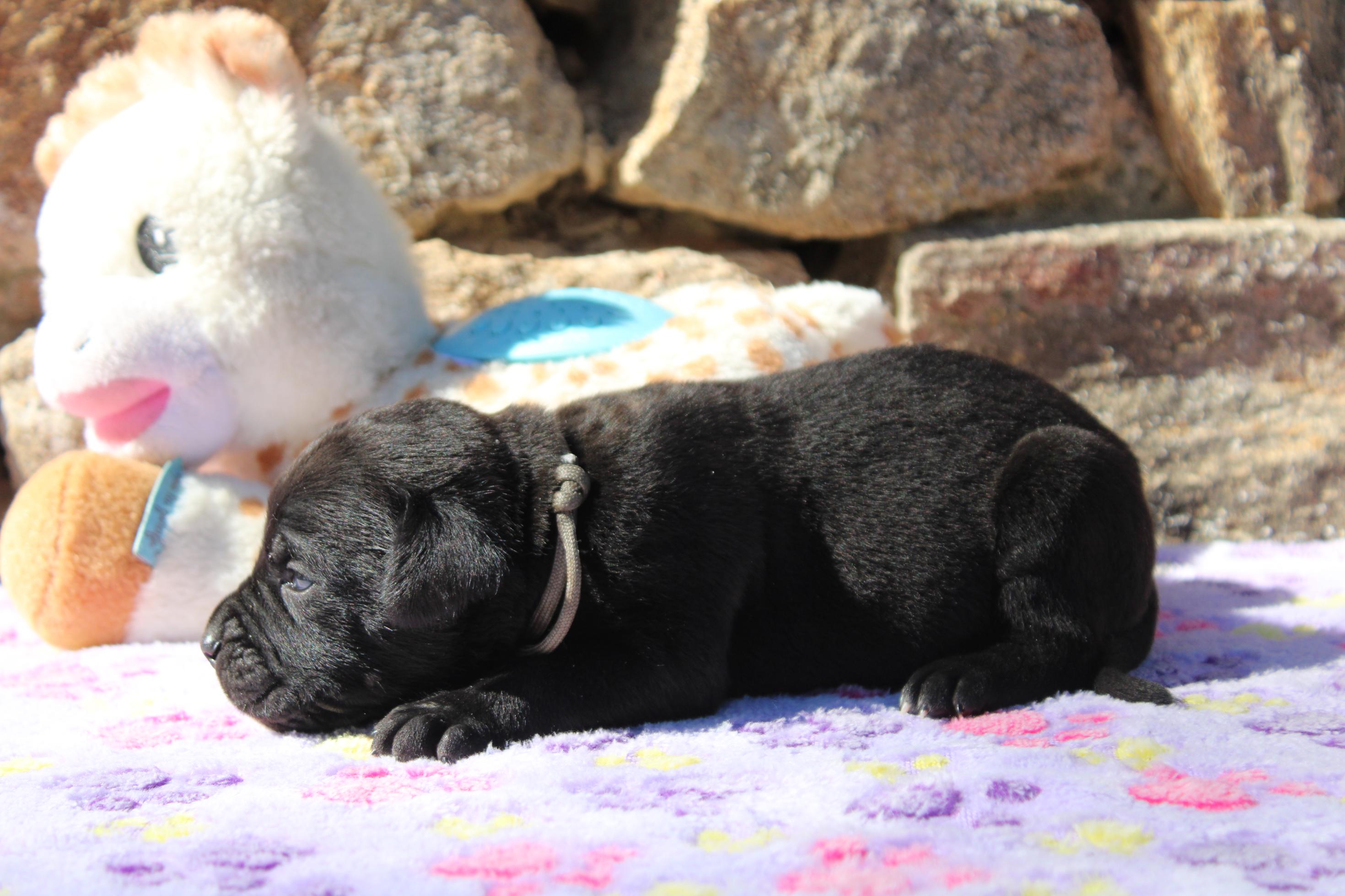Image Cane Corso