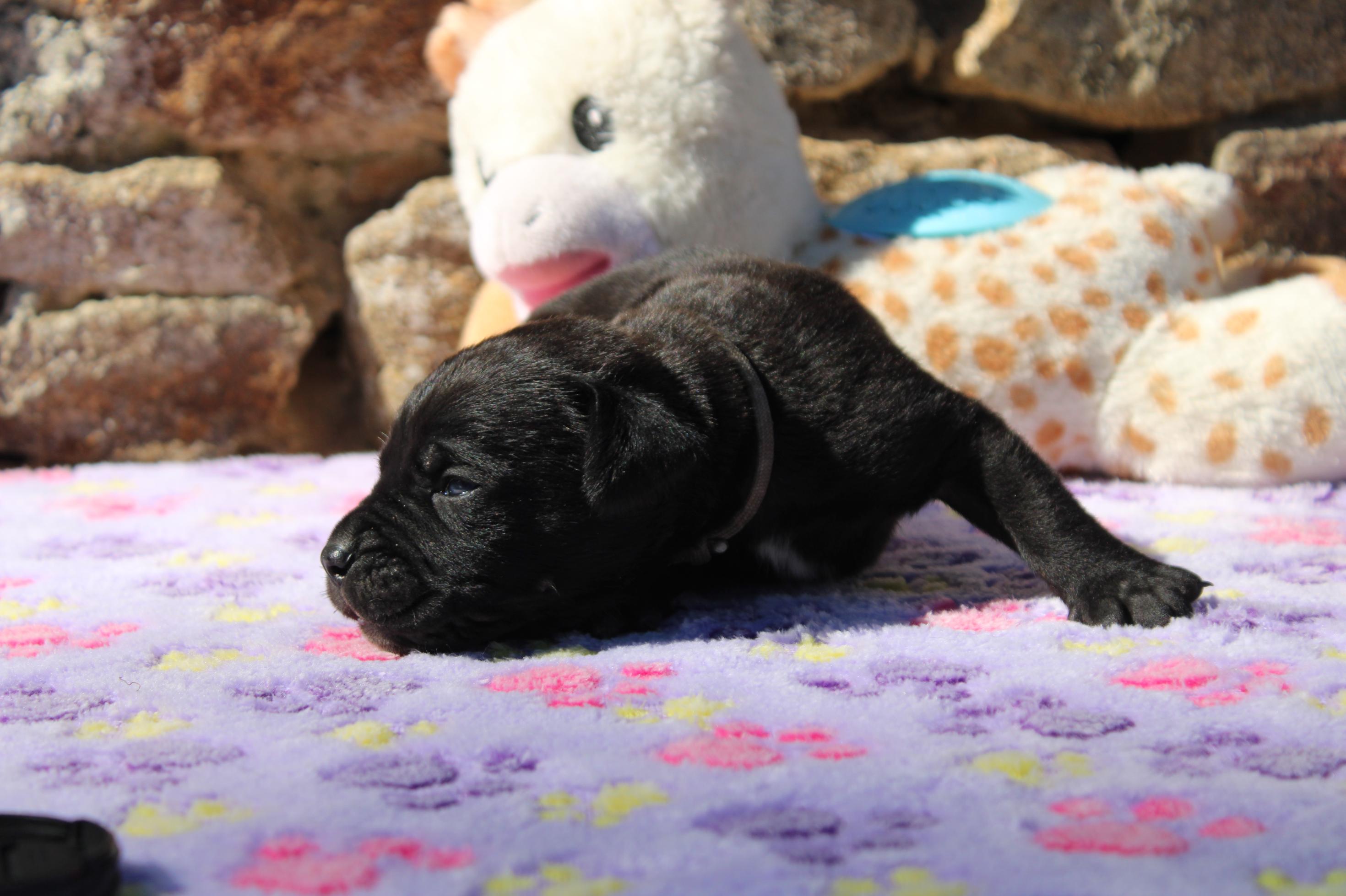 Image Cane Corso