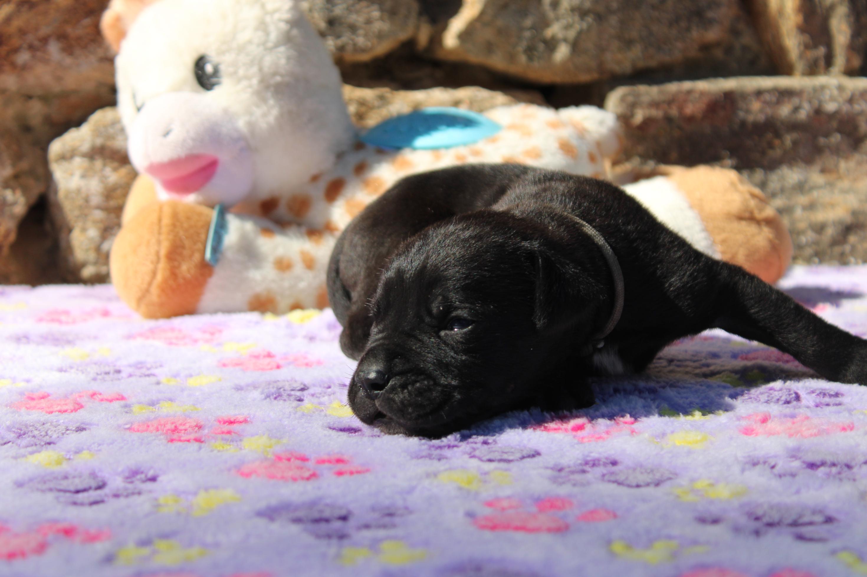 Image Cane Corso