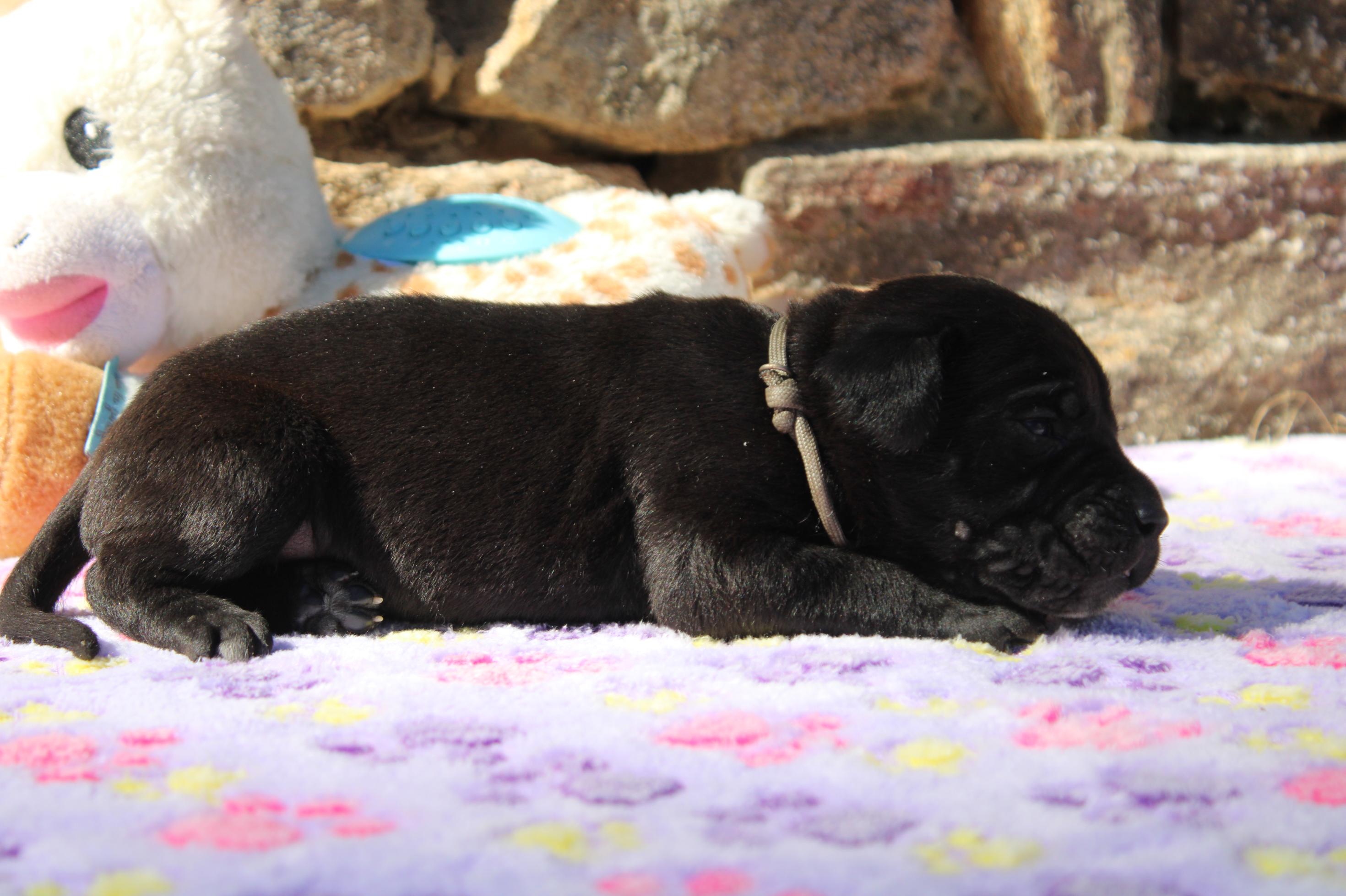 Image Cane Corso