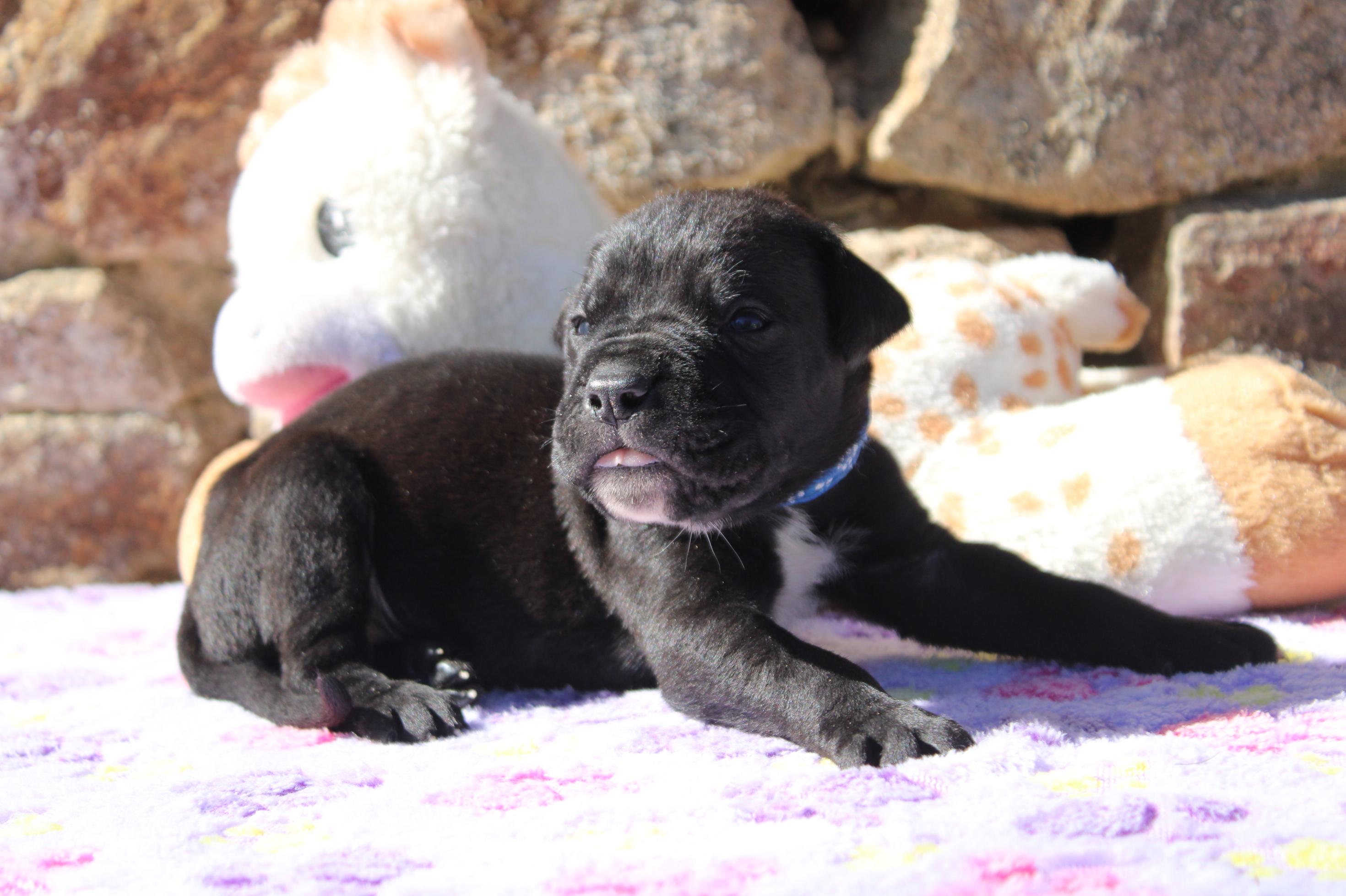 Image Cane Corso