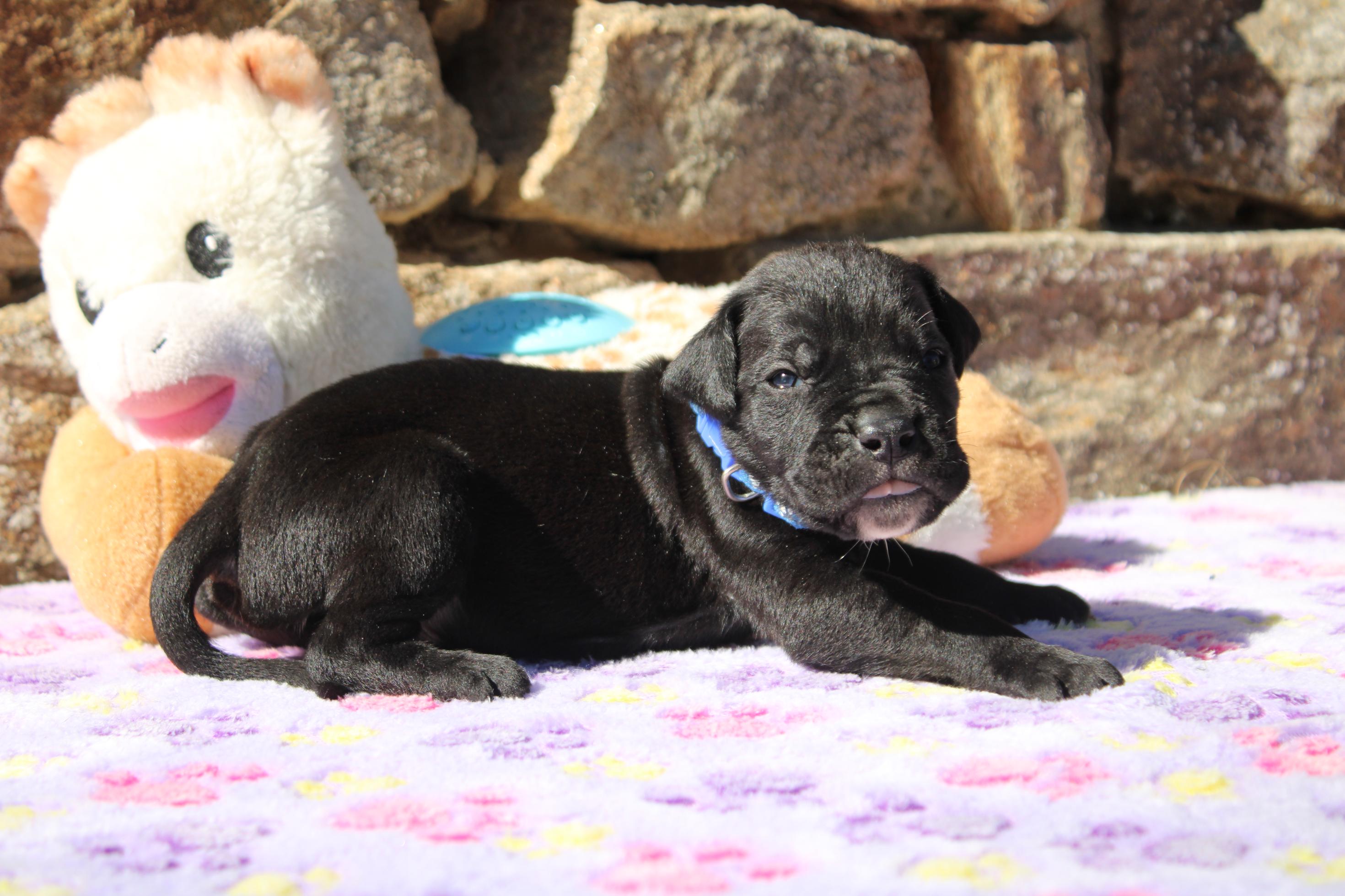 Image Cane Corso