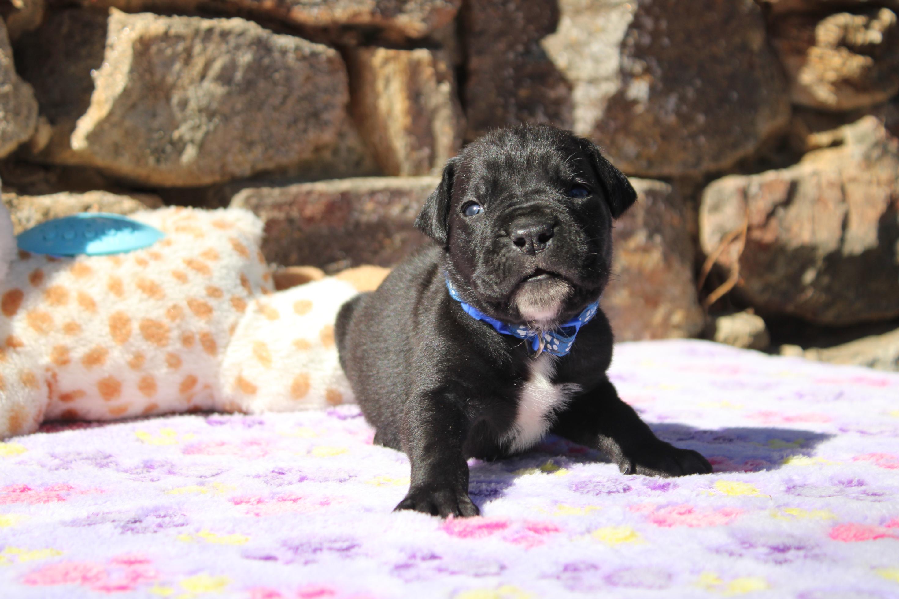 Image Cane Corso