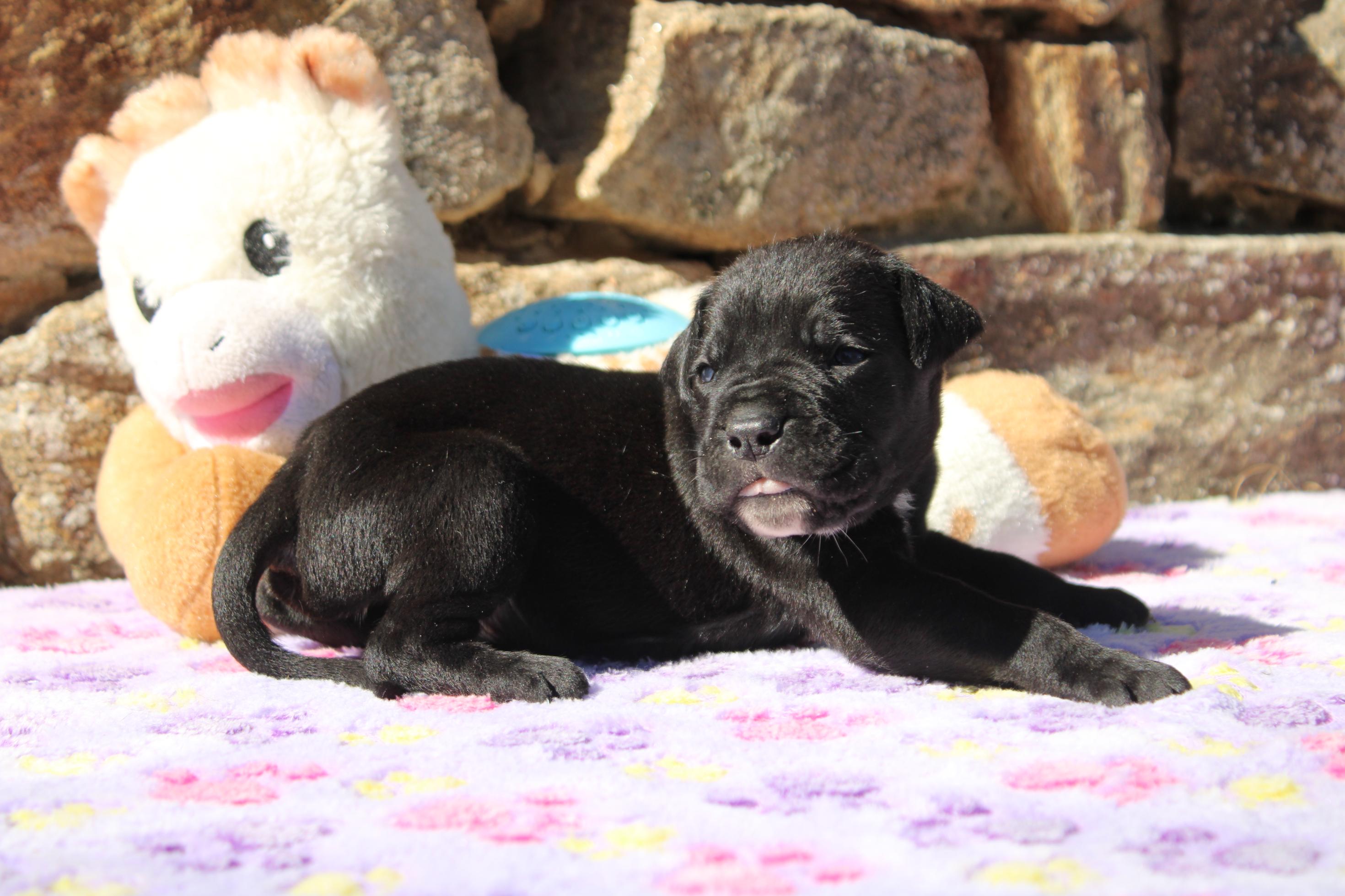 Image Cane Corso