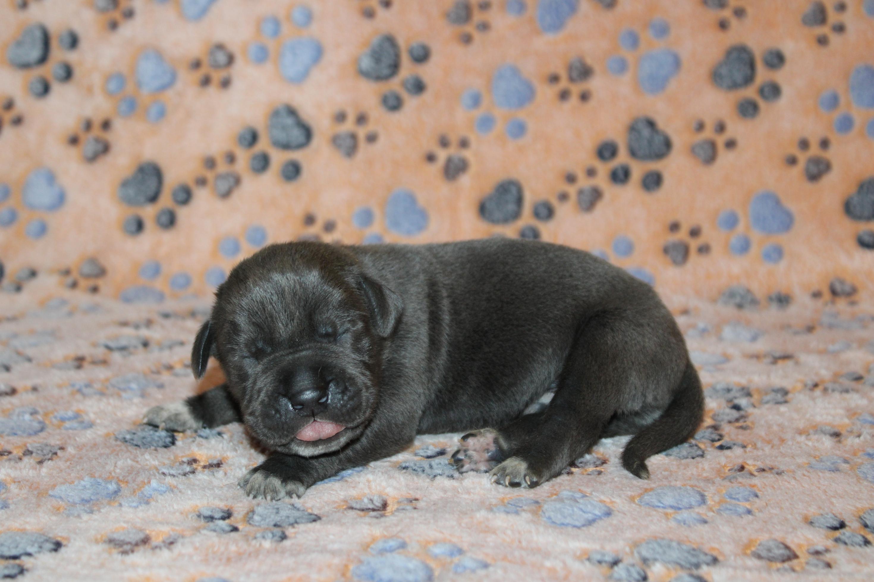 Image Cane Corso