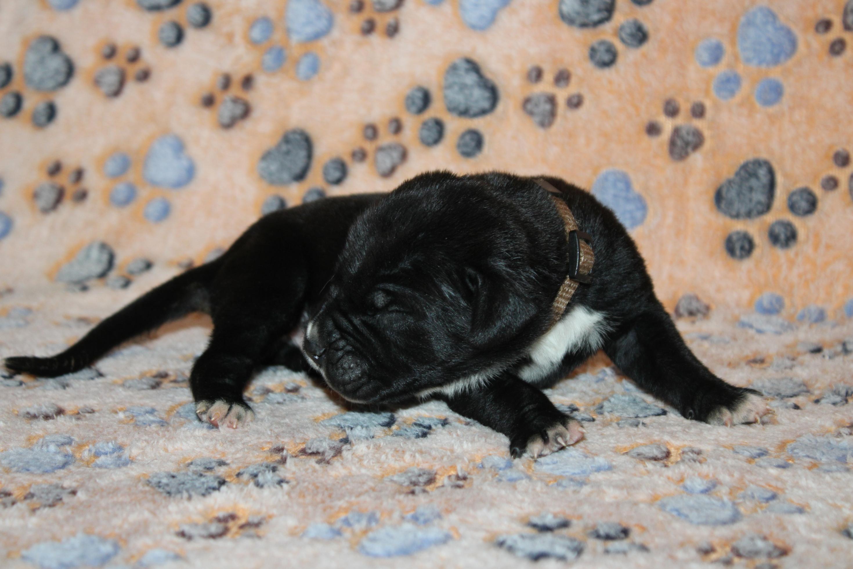 Image Cane Corso