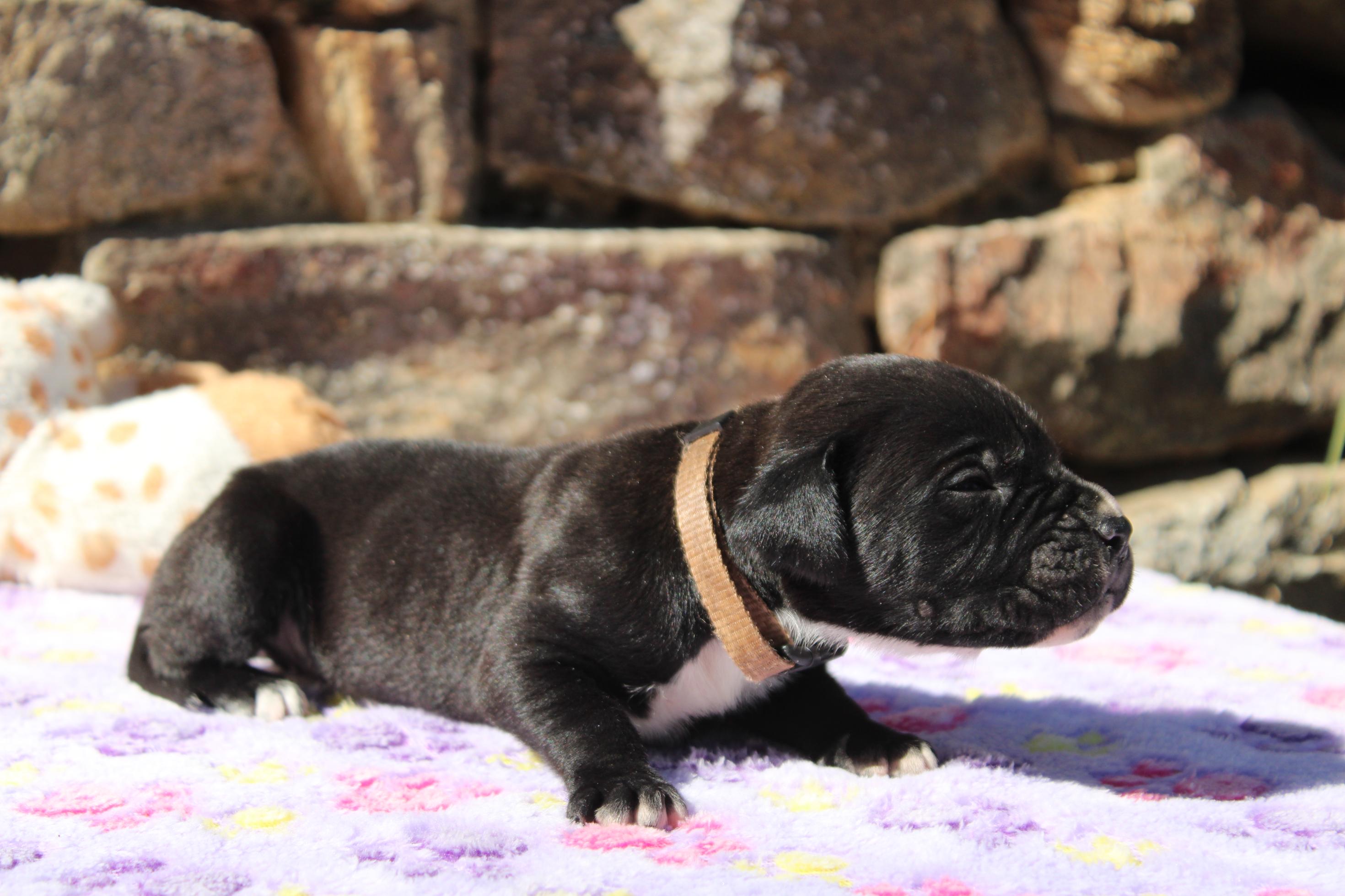 Image Cane Corso