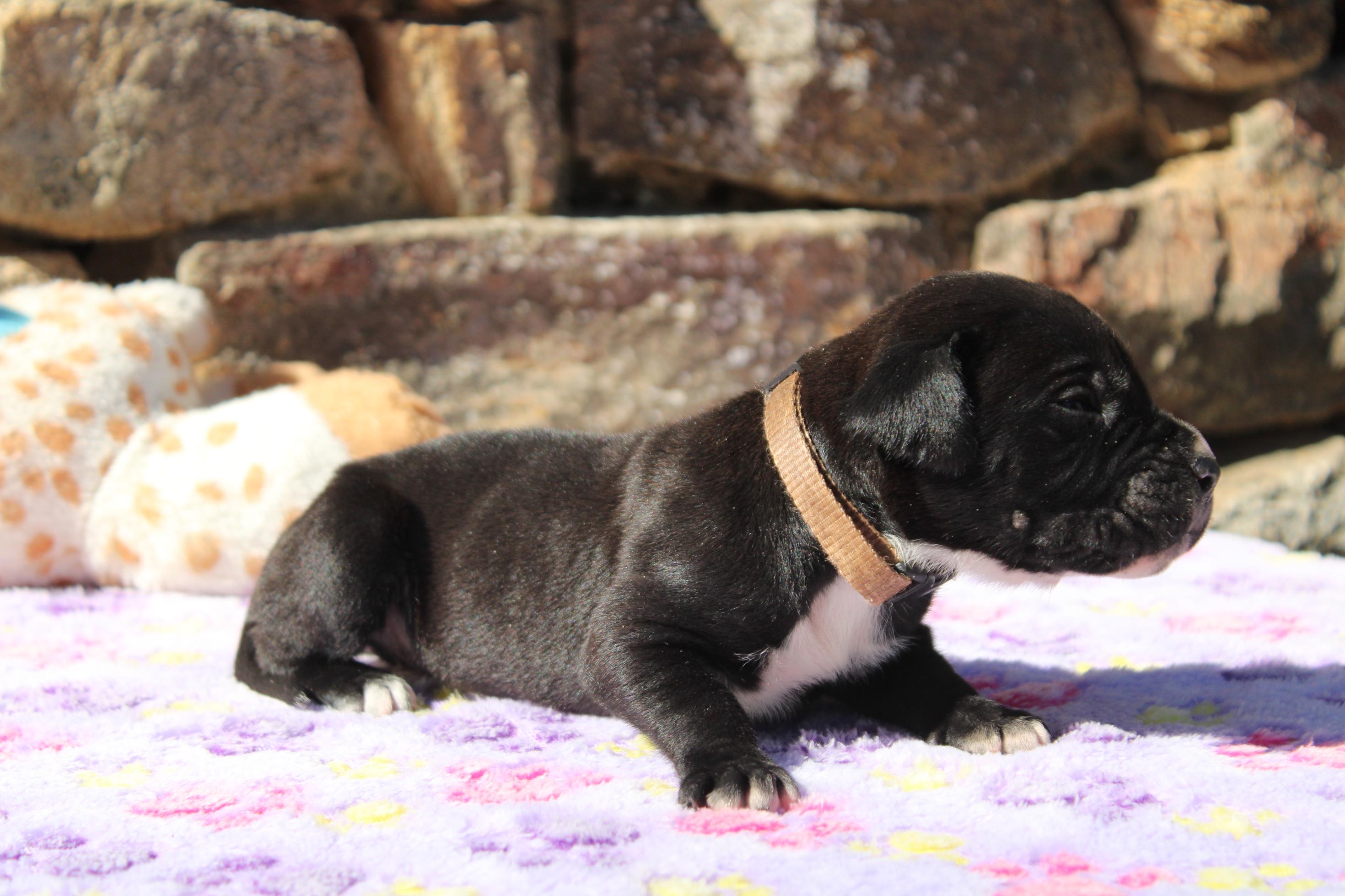 Image Cane Corso