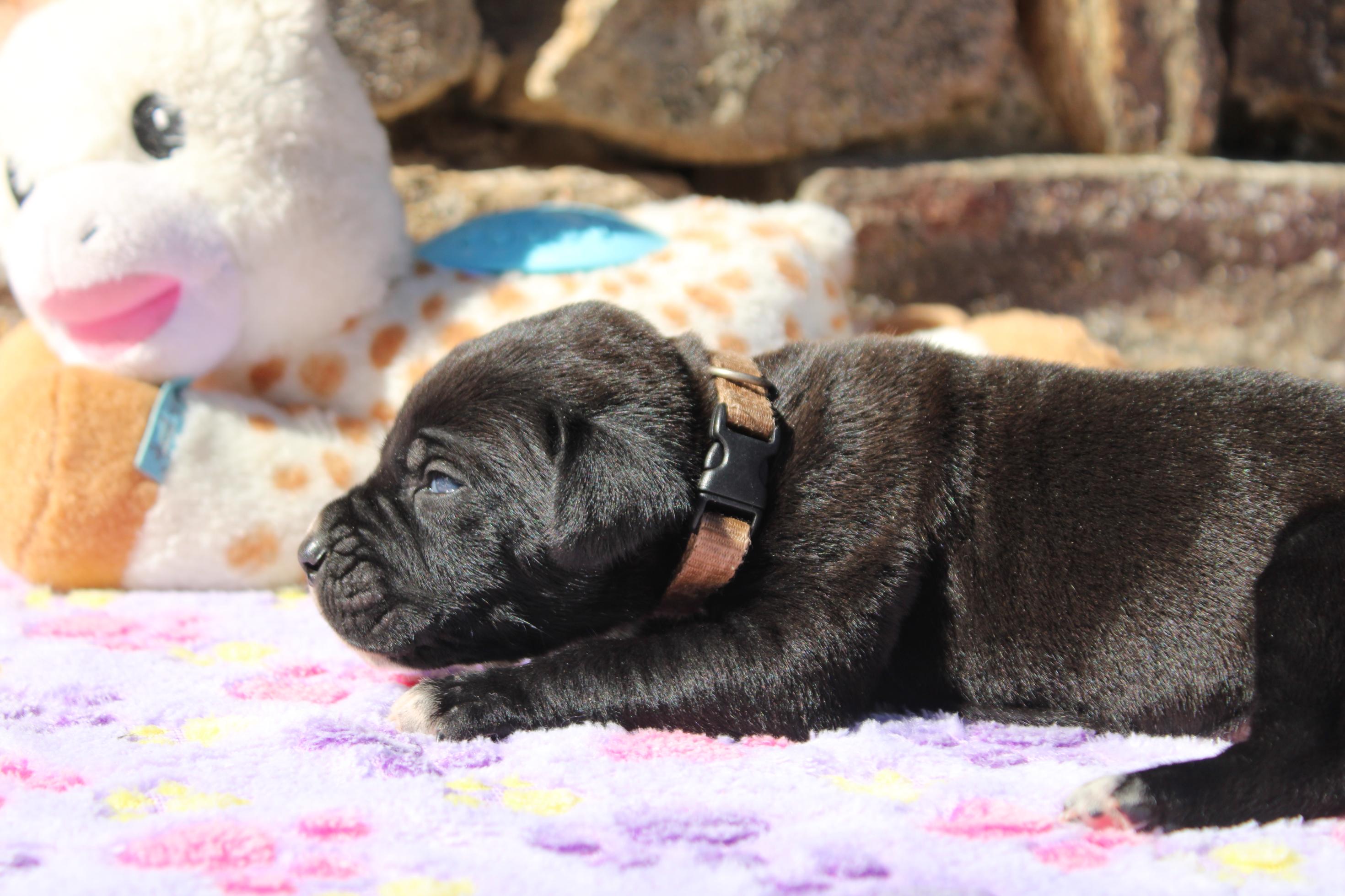 Image Cane Corso
