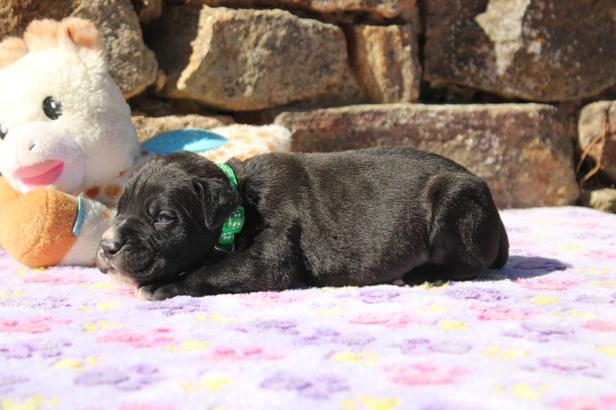 Image Cane Corso