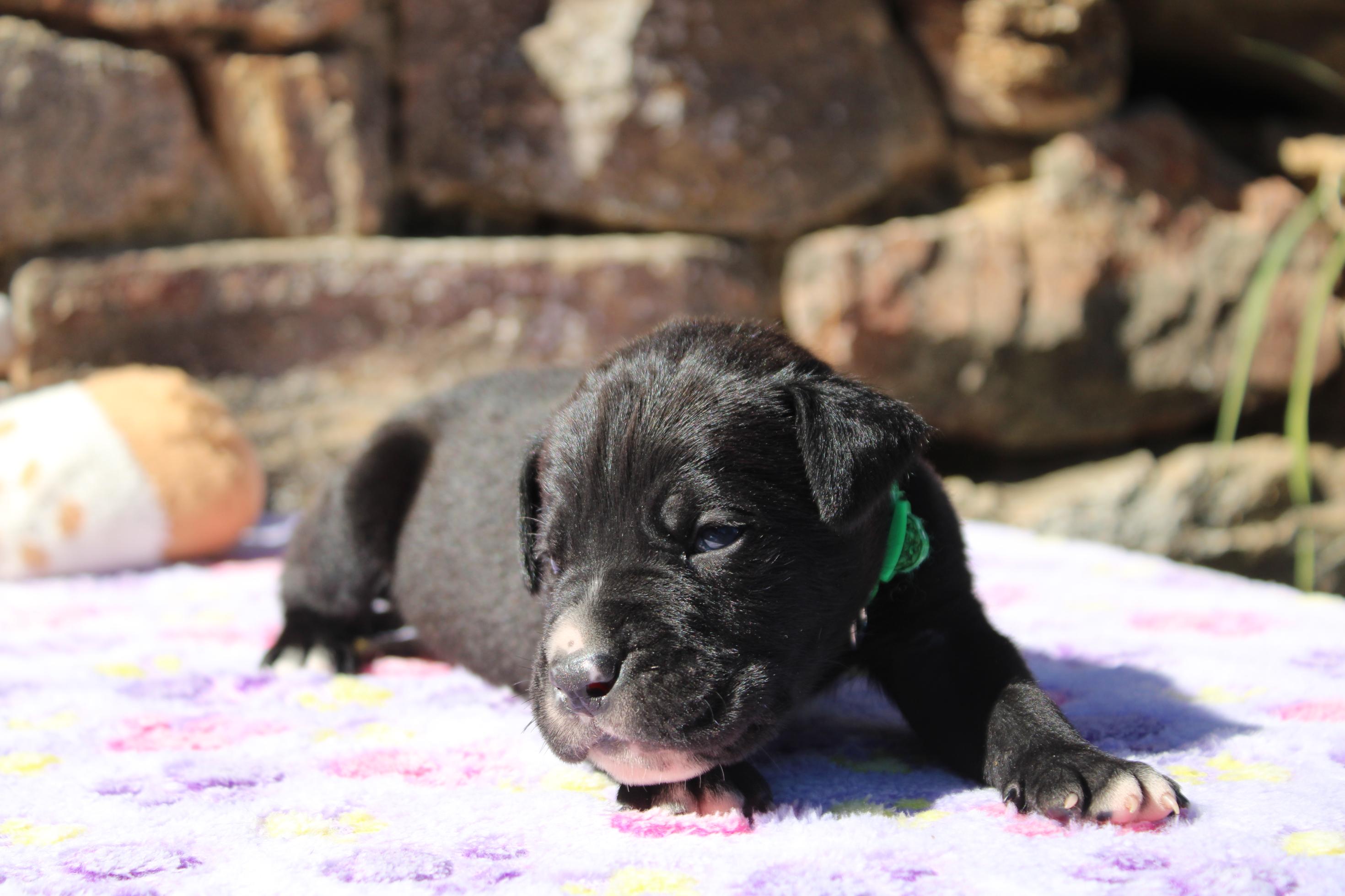 Image Cane Corso