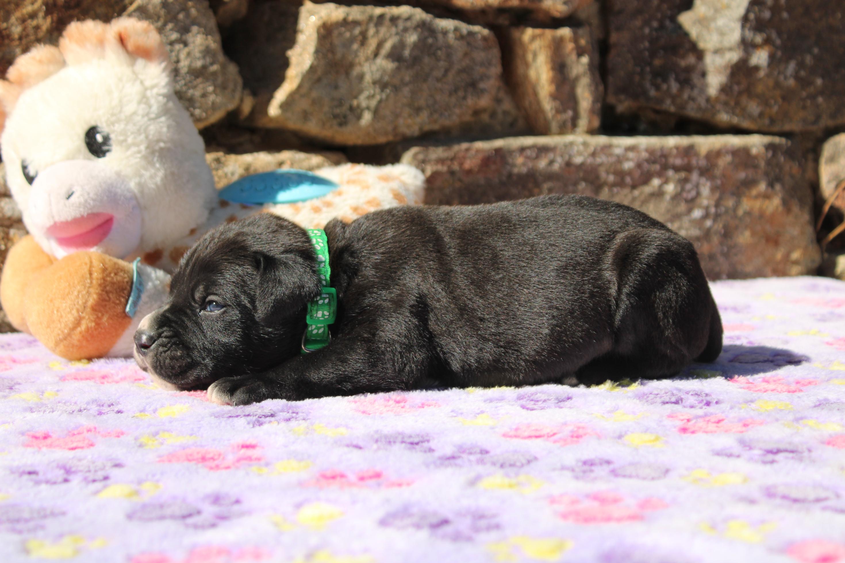 Image Cane Corso
