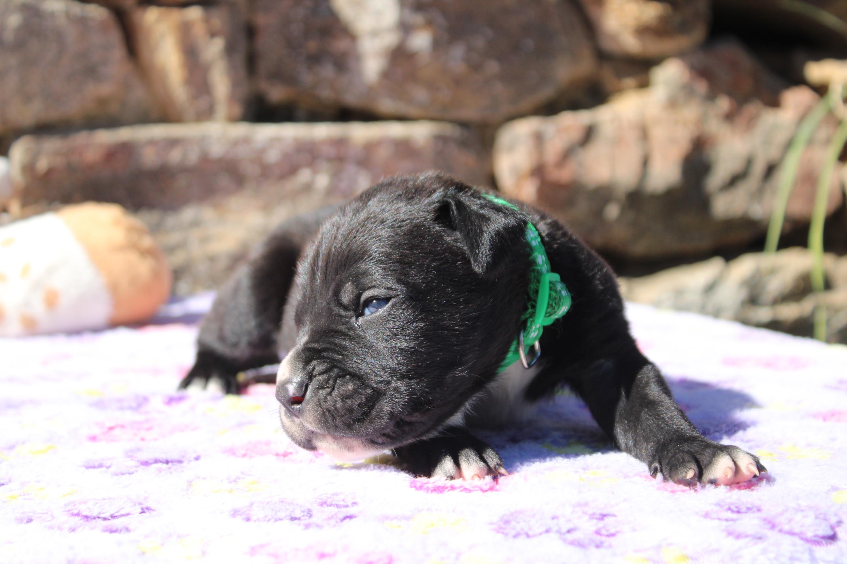Image Cane Corso