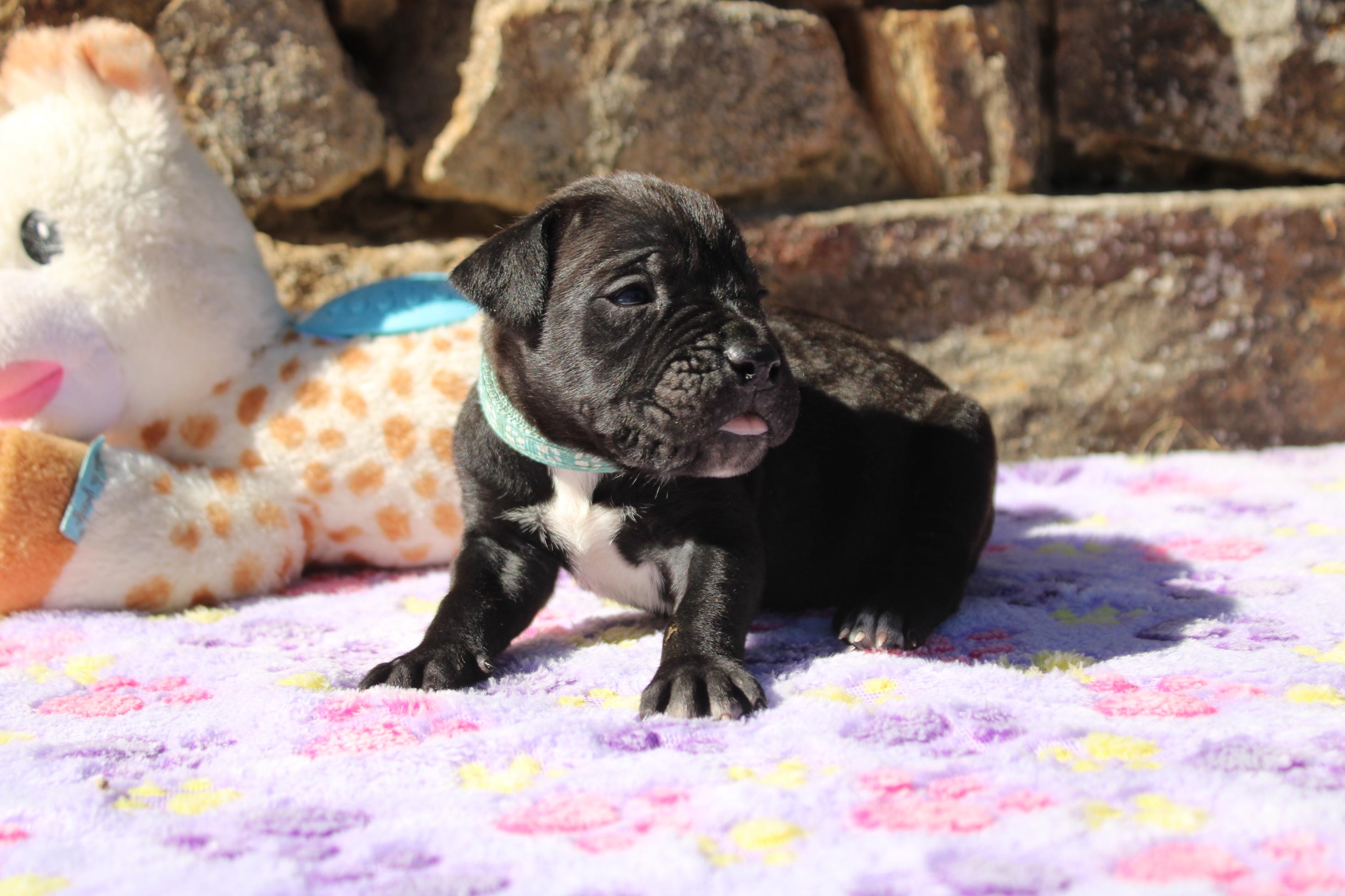 Image Cane Corso