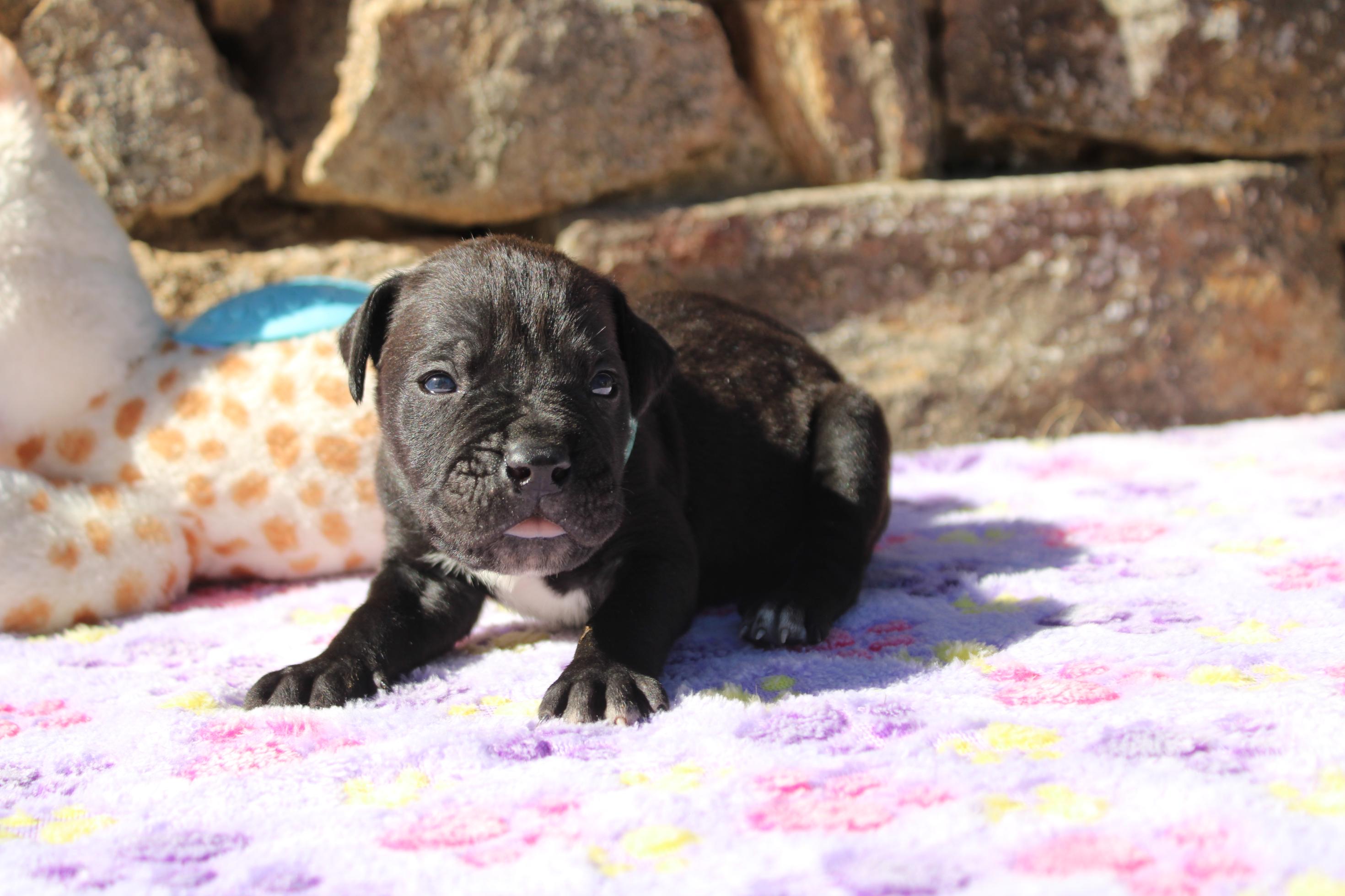 Image Cane Corso