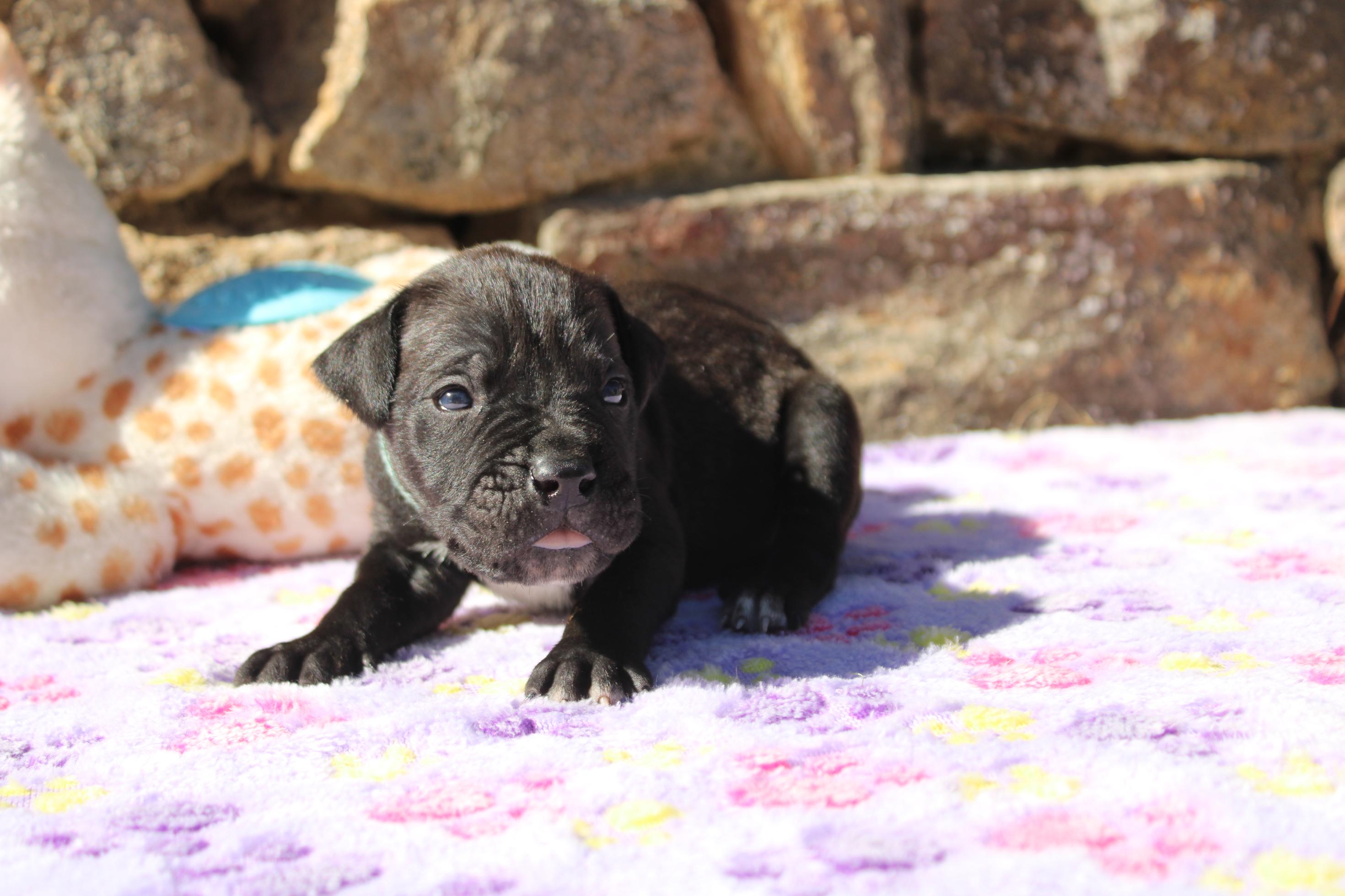 Image Cane Corso