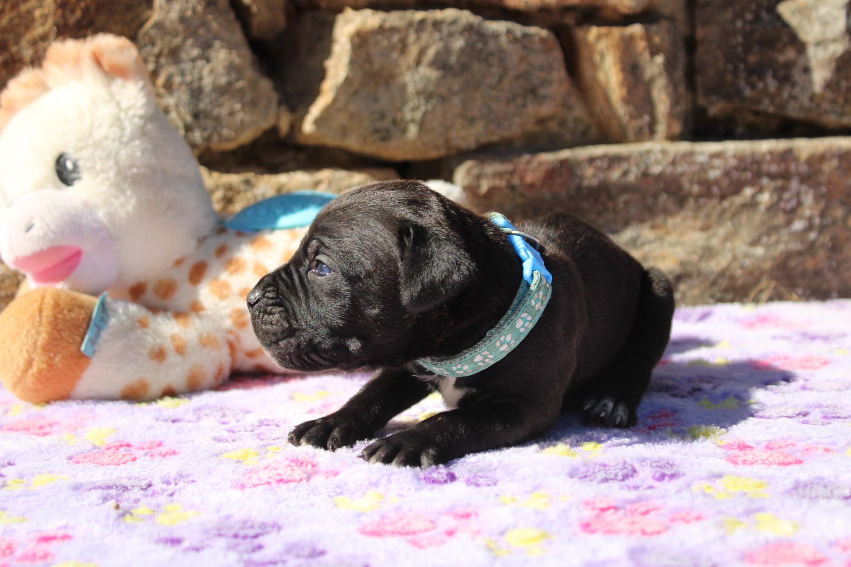 Image Cane Corso