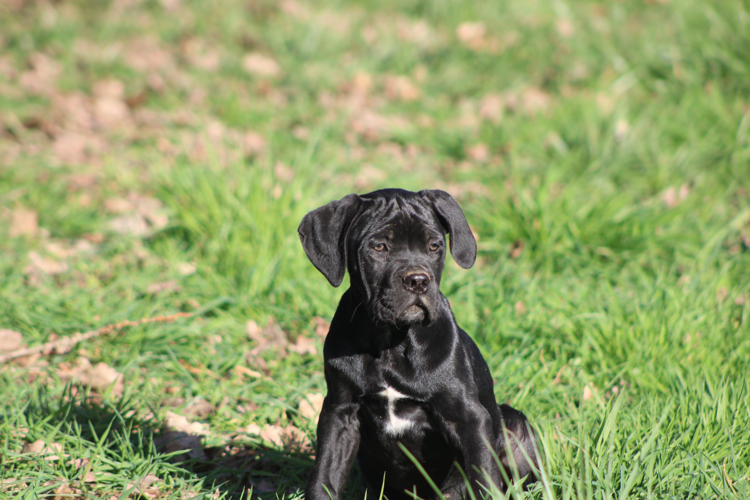 Image Cane Corso