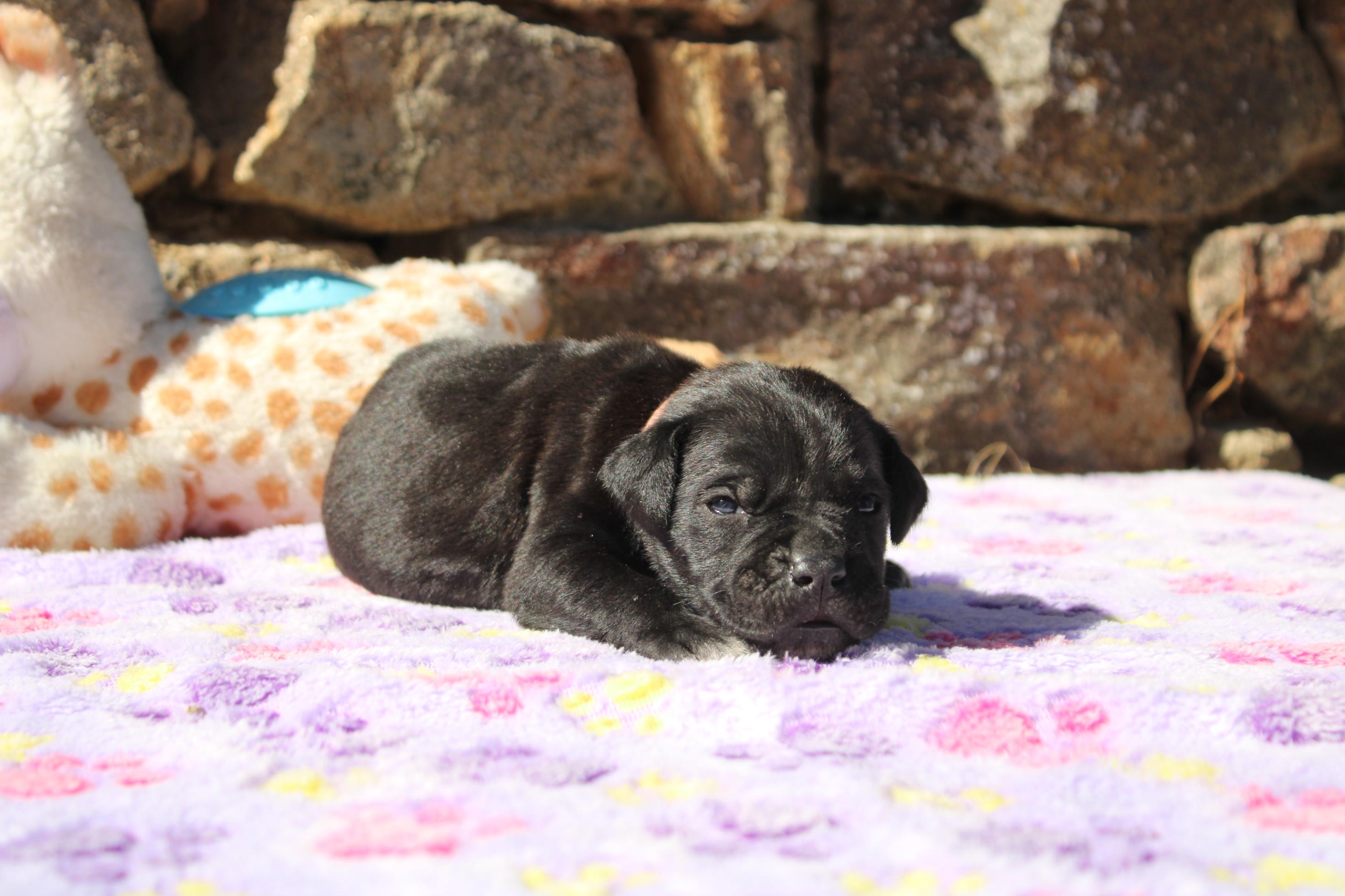 Chiot Cane Corso Anna