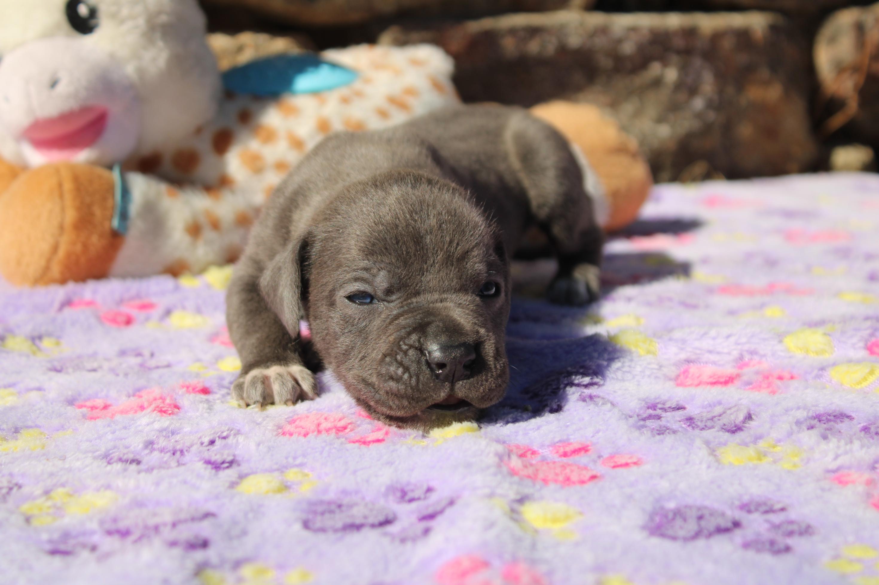 Chiot Cane Corso Arès