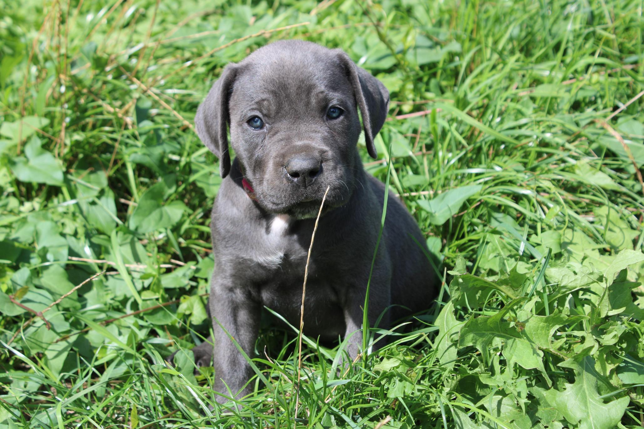 Chiot Cane Corso Bratva