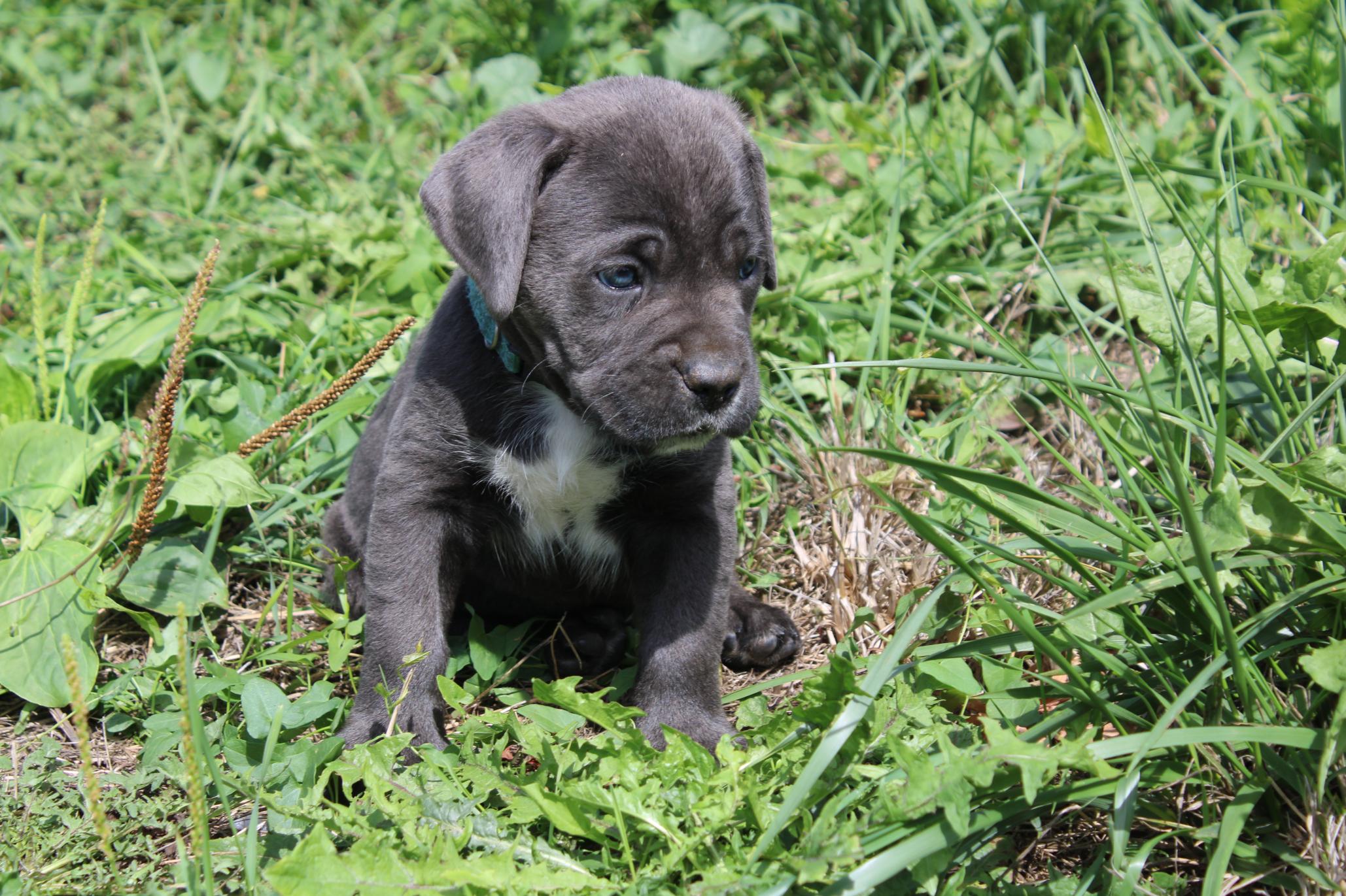 Chiot Cane Corso B’Wooky 