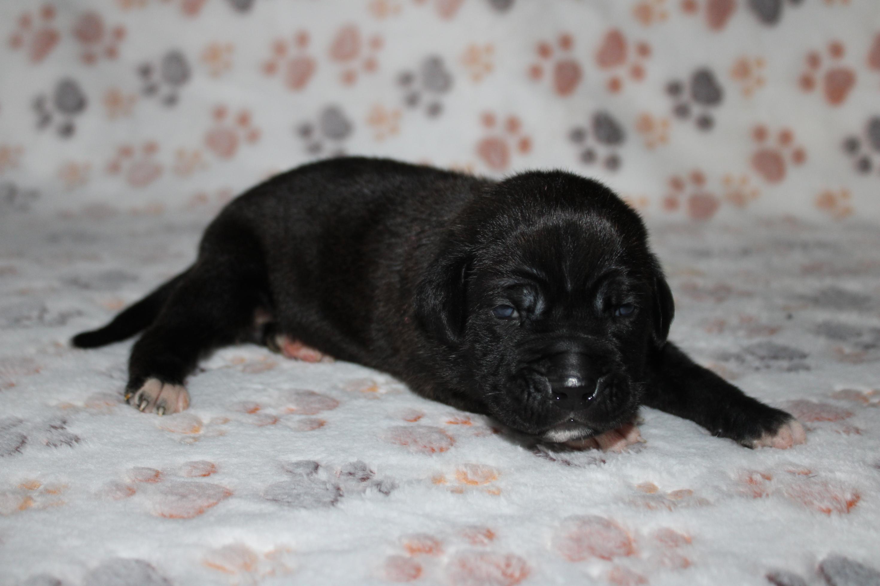 Chiot Cane Corso Ayla
