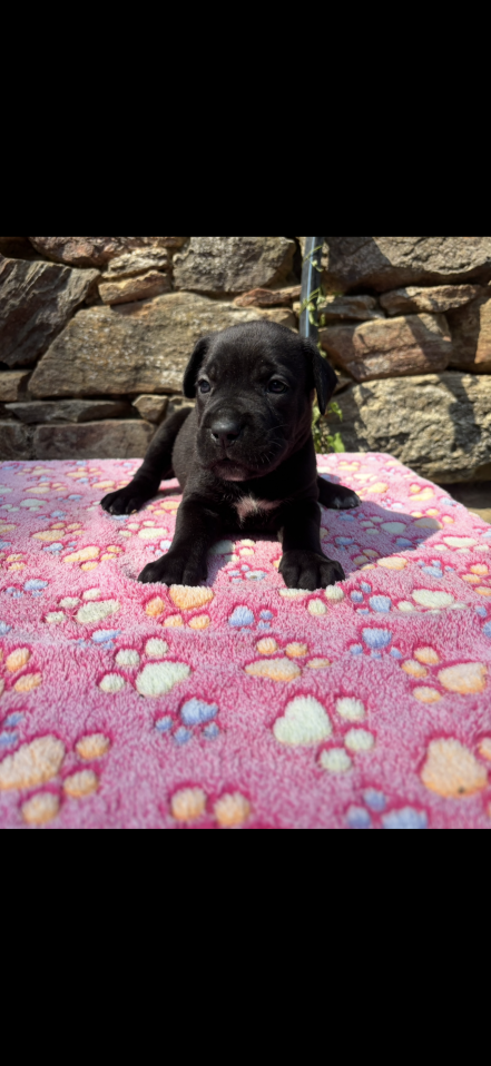 Chiot Cane Corso Femelle N°1