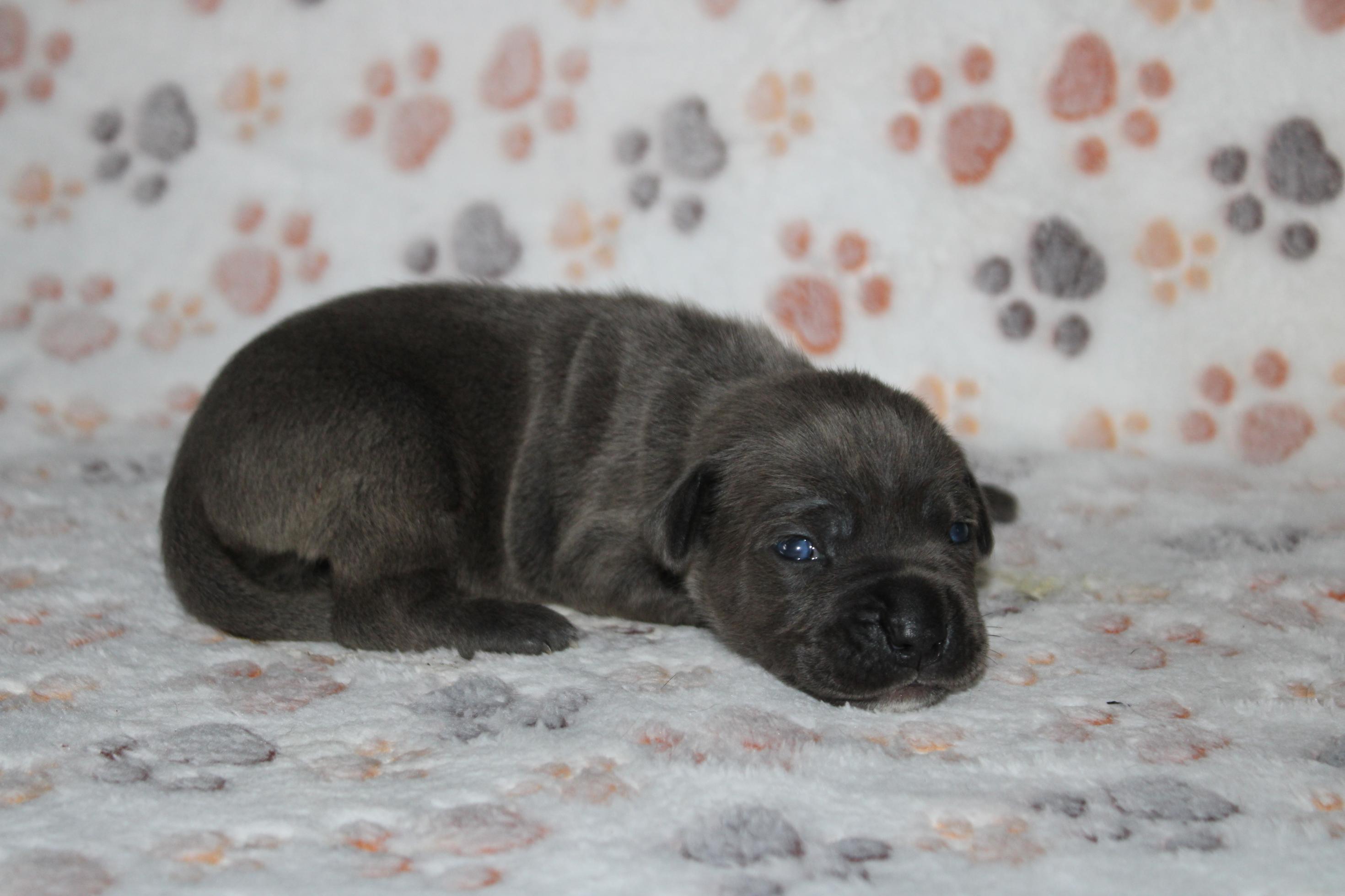 Chiot Cane Corso A
