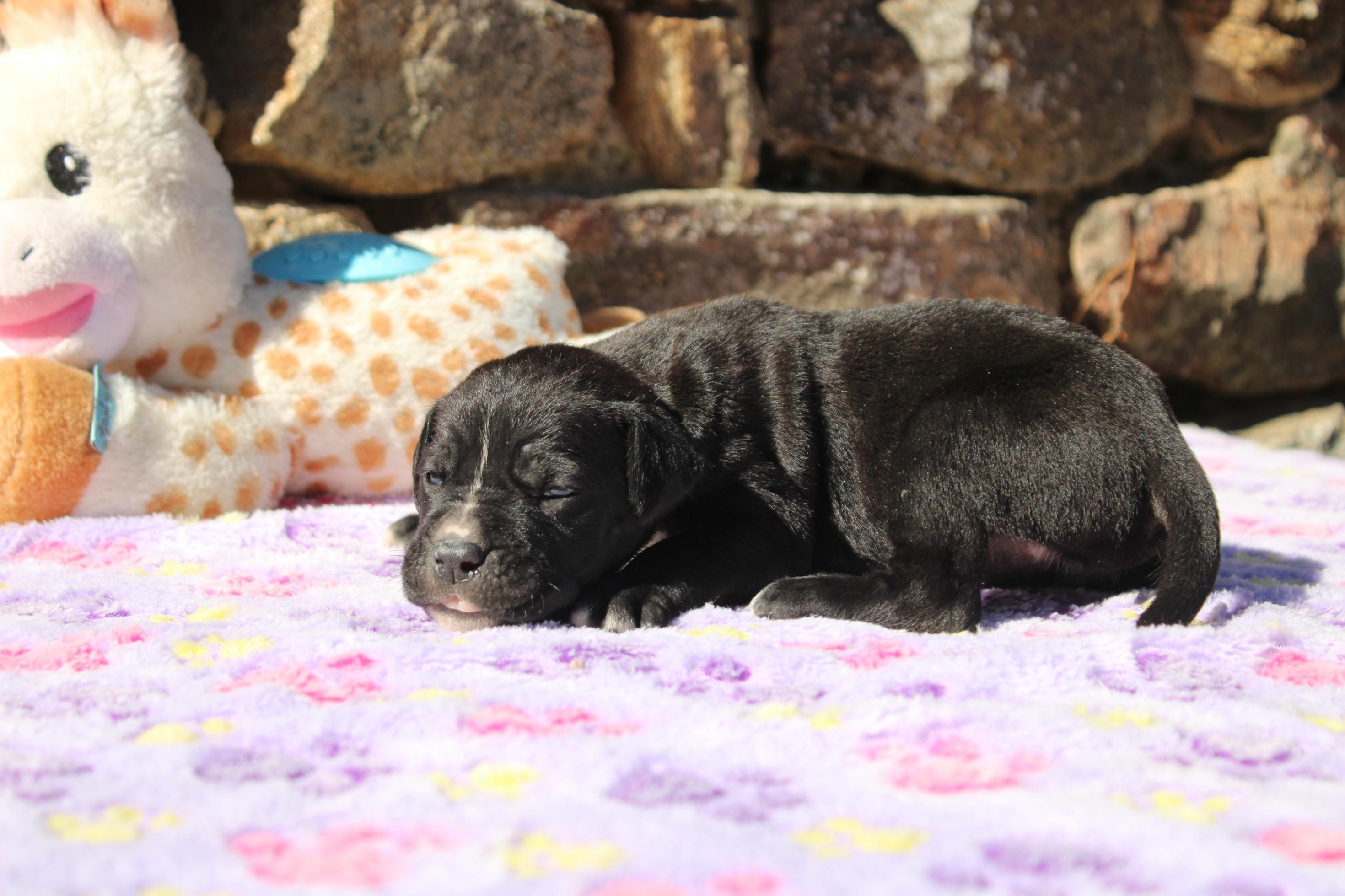 Chiot Cane Corso Arka