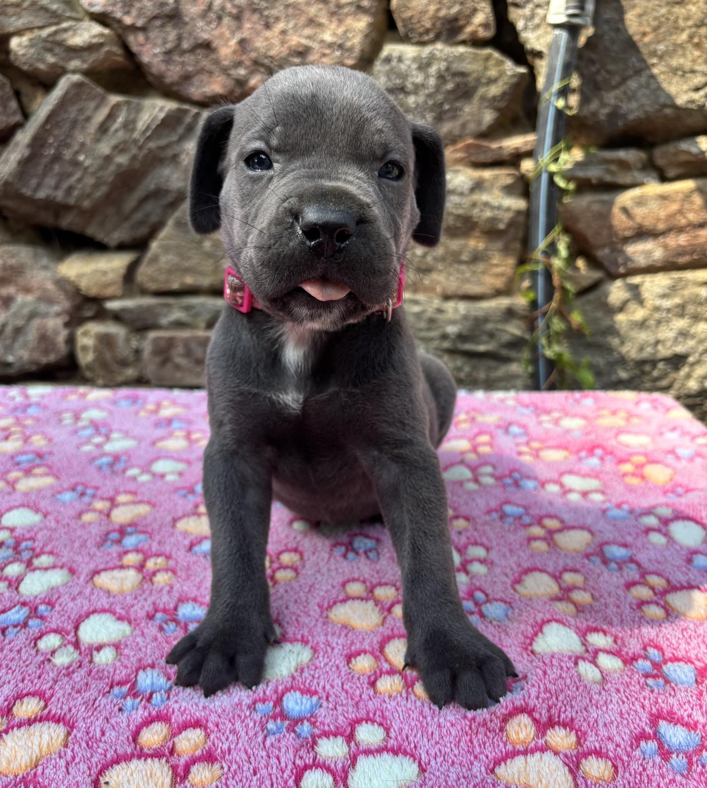 Chiot Cane Corso Blue 