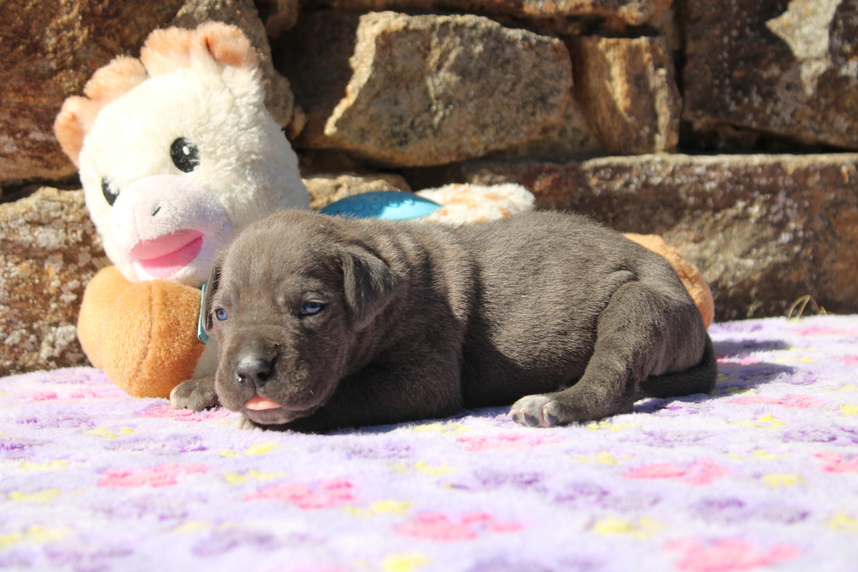 Chiot Cane Corso Femelle N°3