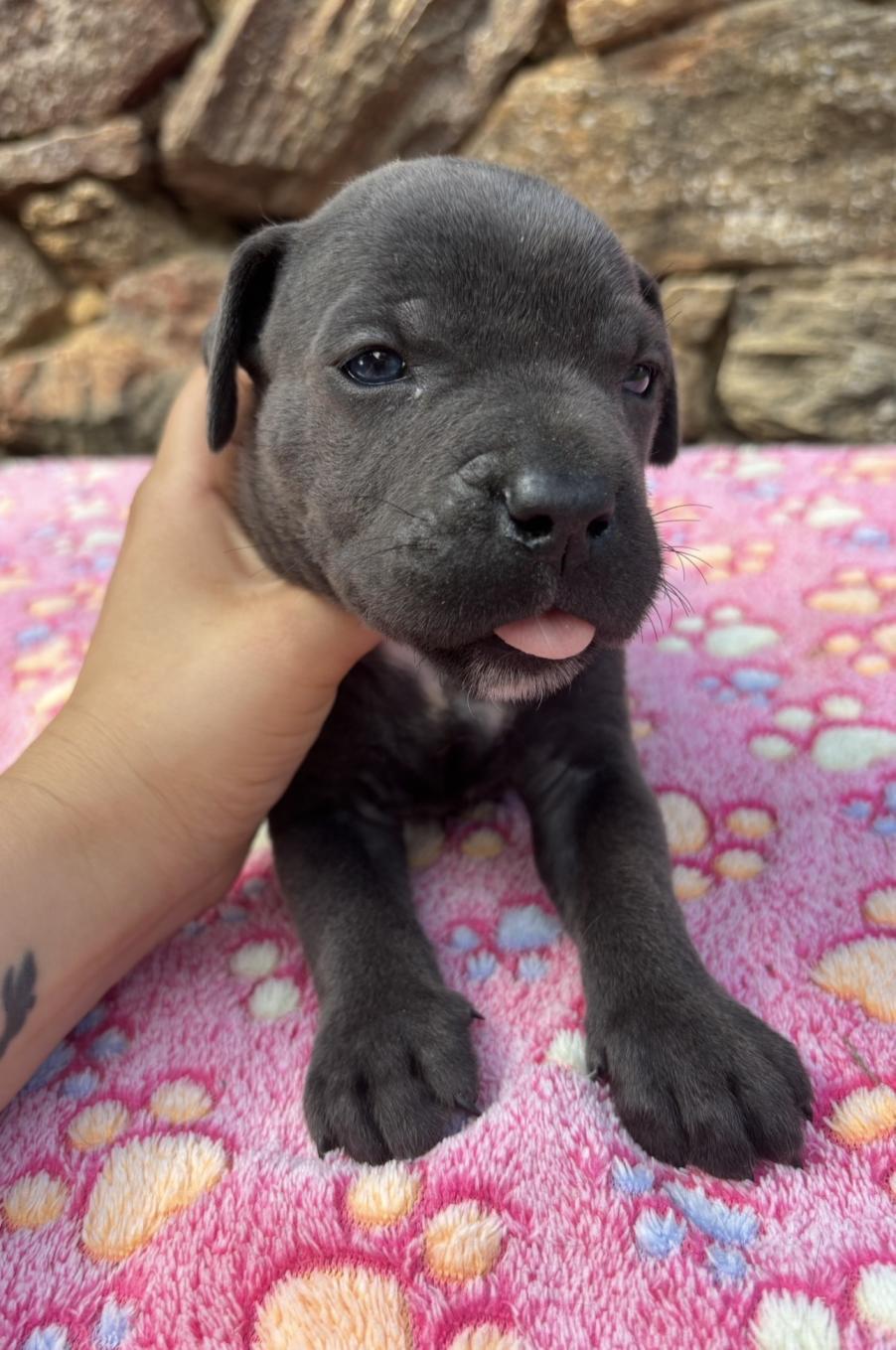 Chiot Cane Corso Femelle N°3