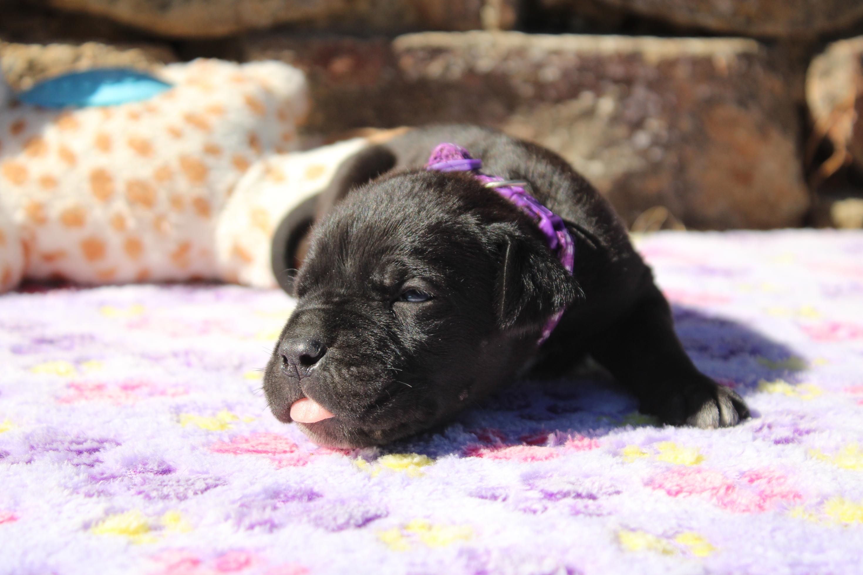 Chiot Cane Corso Femelle N°4