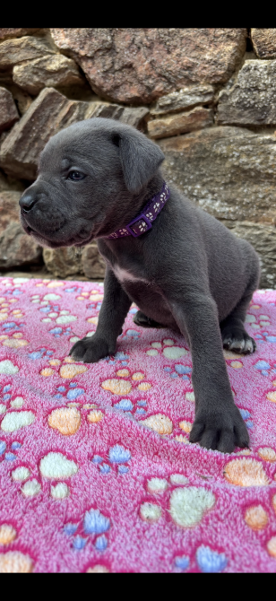 Chiot Cane Corso Femelle N°4