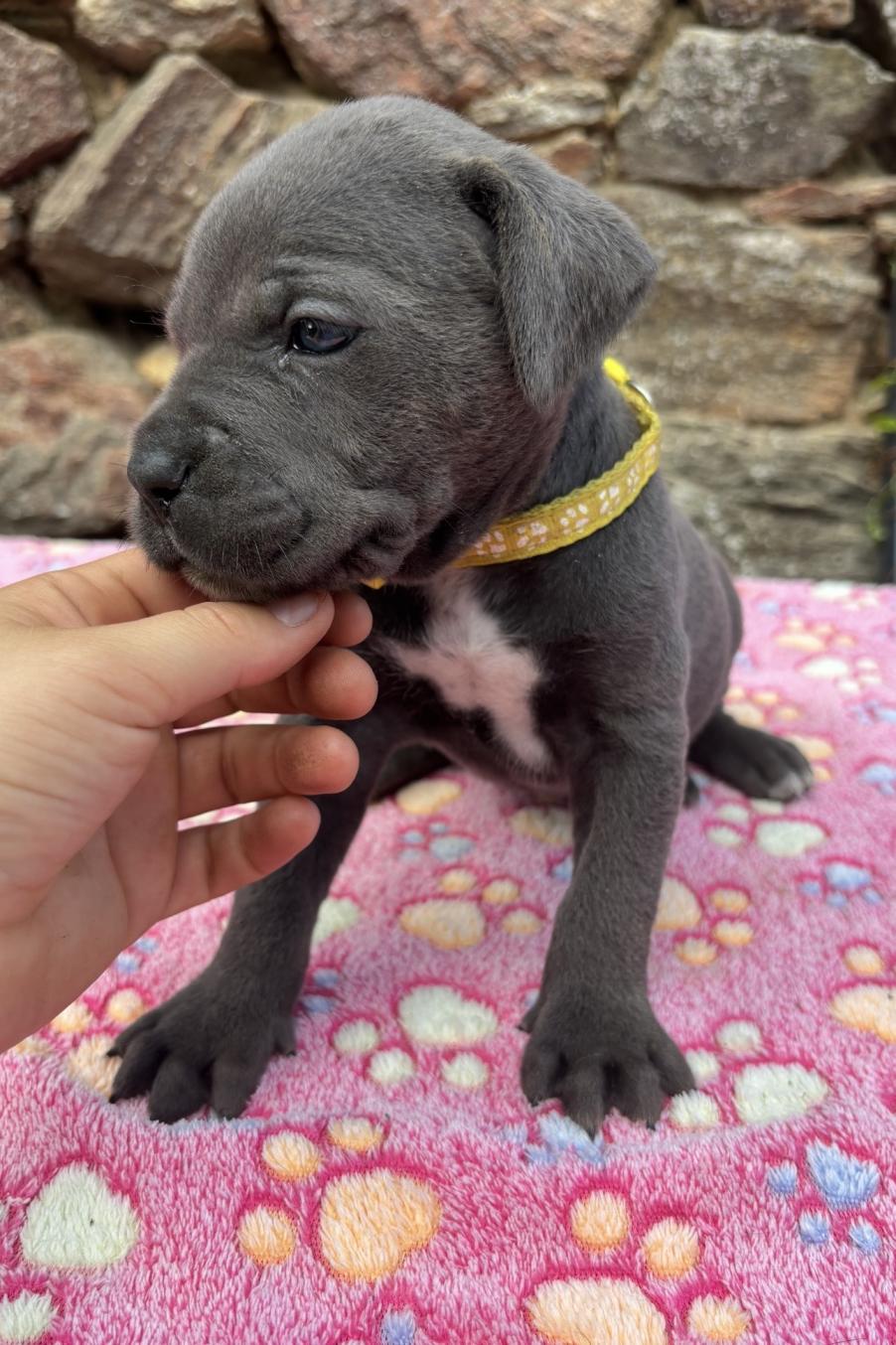 Chiot Cane Corso Femelle N°5
