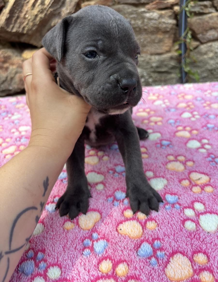 Chiot Cane Corso Brume 