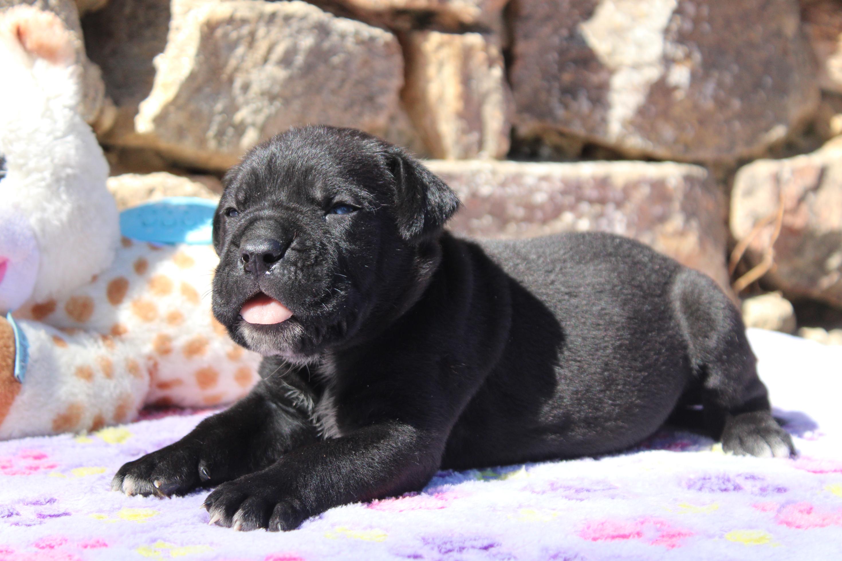 Chiot Cane Corso Mâle N°1