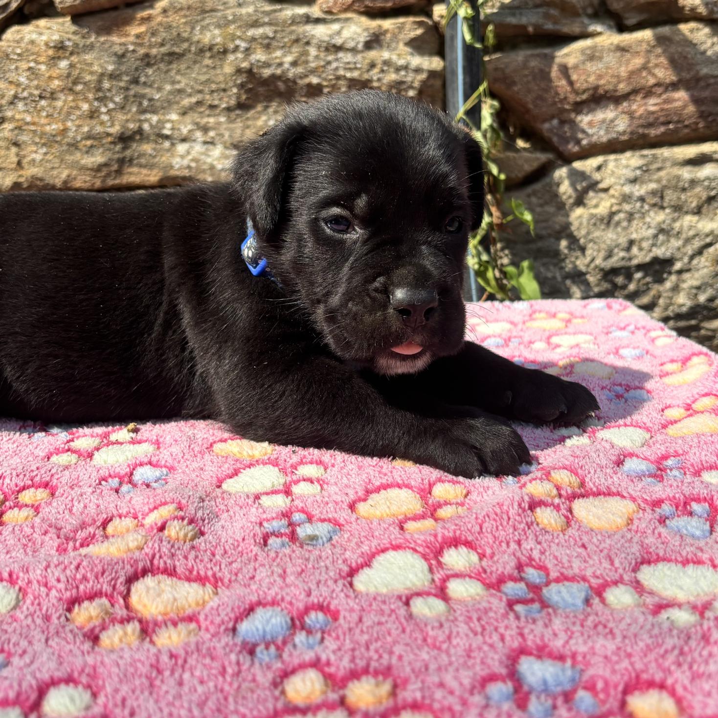 Chiot Cane Corso Balthus 