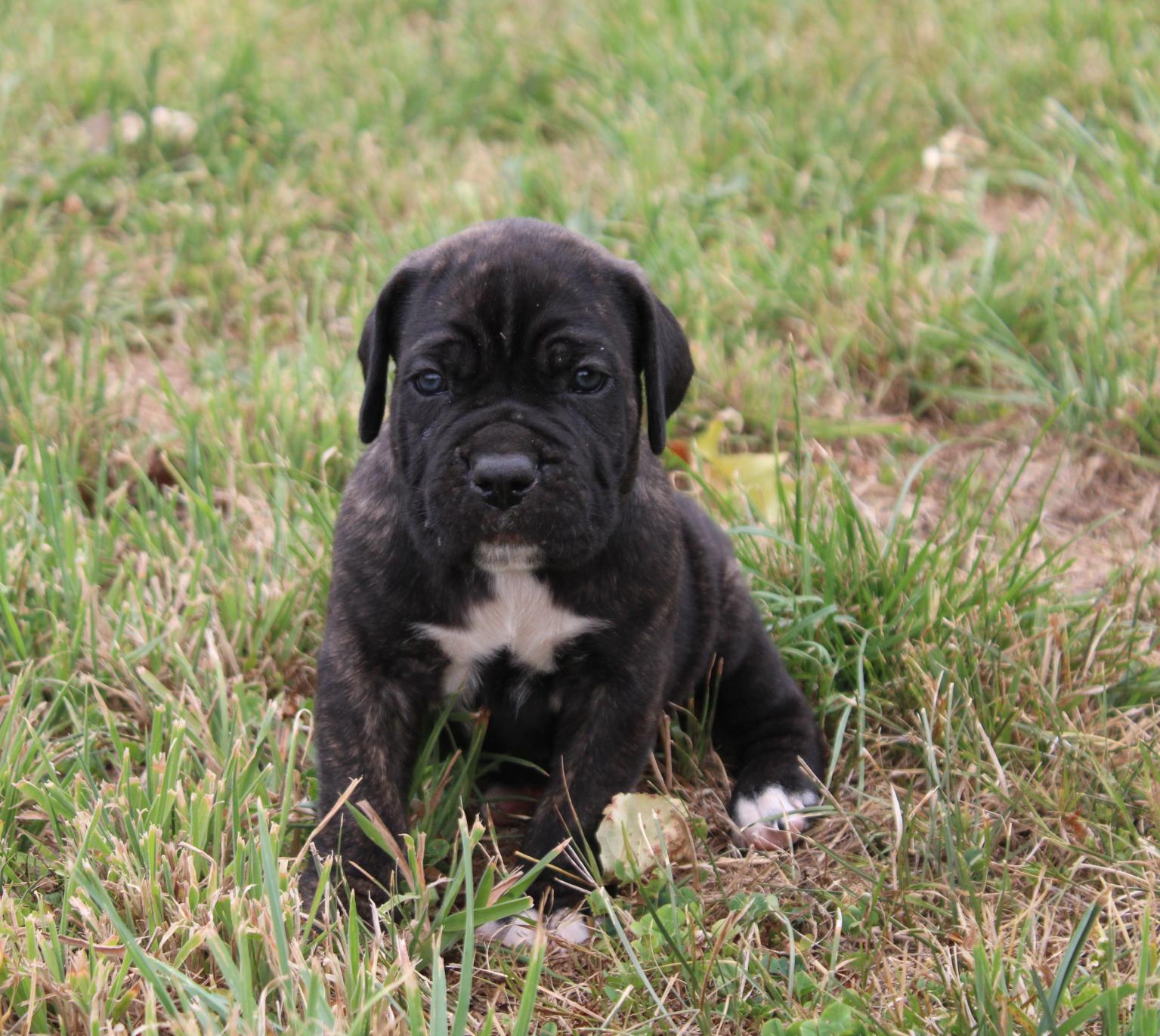 Chiot Cane Corso Mâle N°2