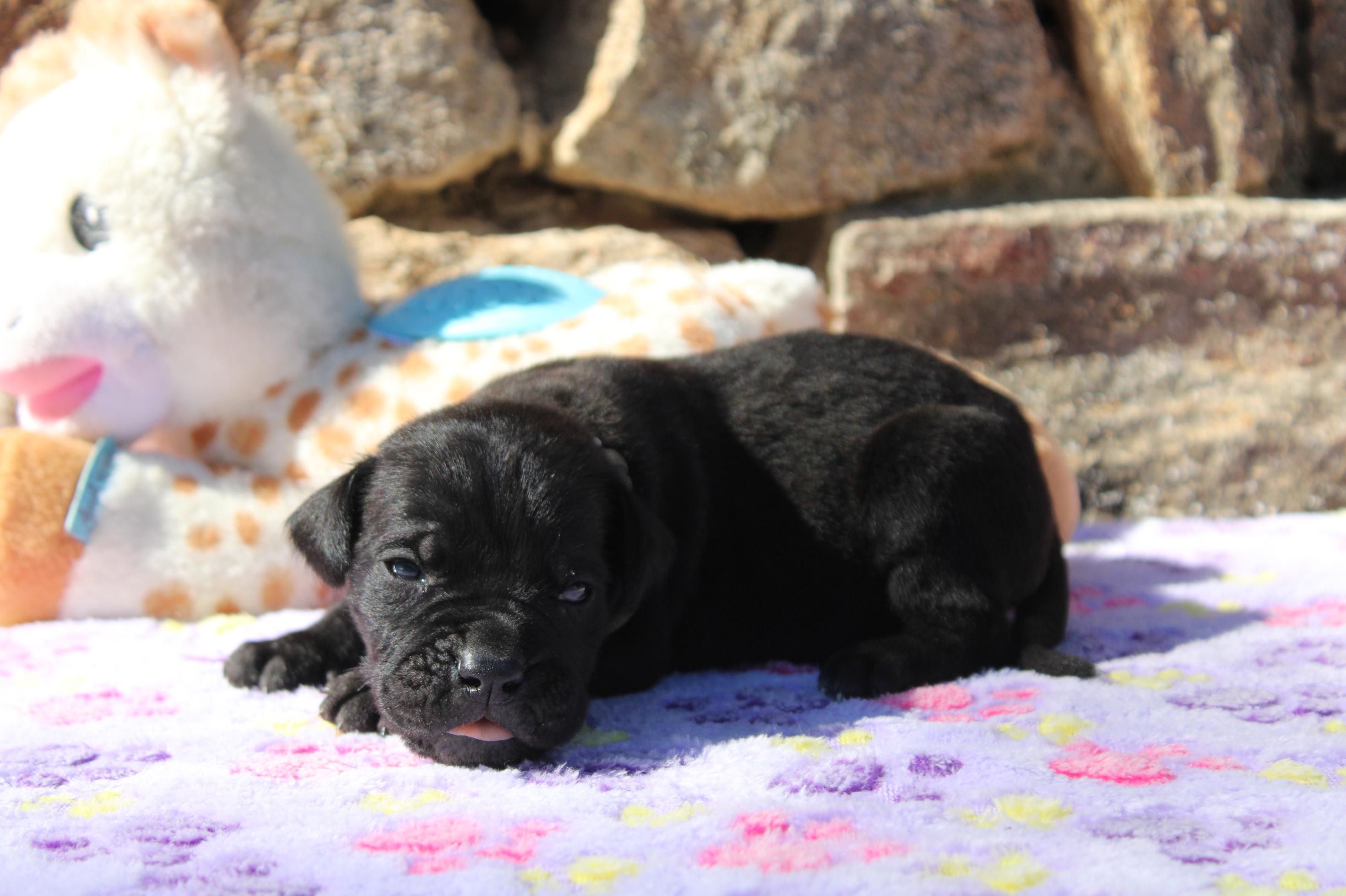 Chiot Cane Corso Mâle N°2