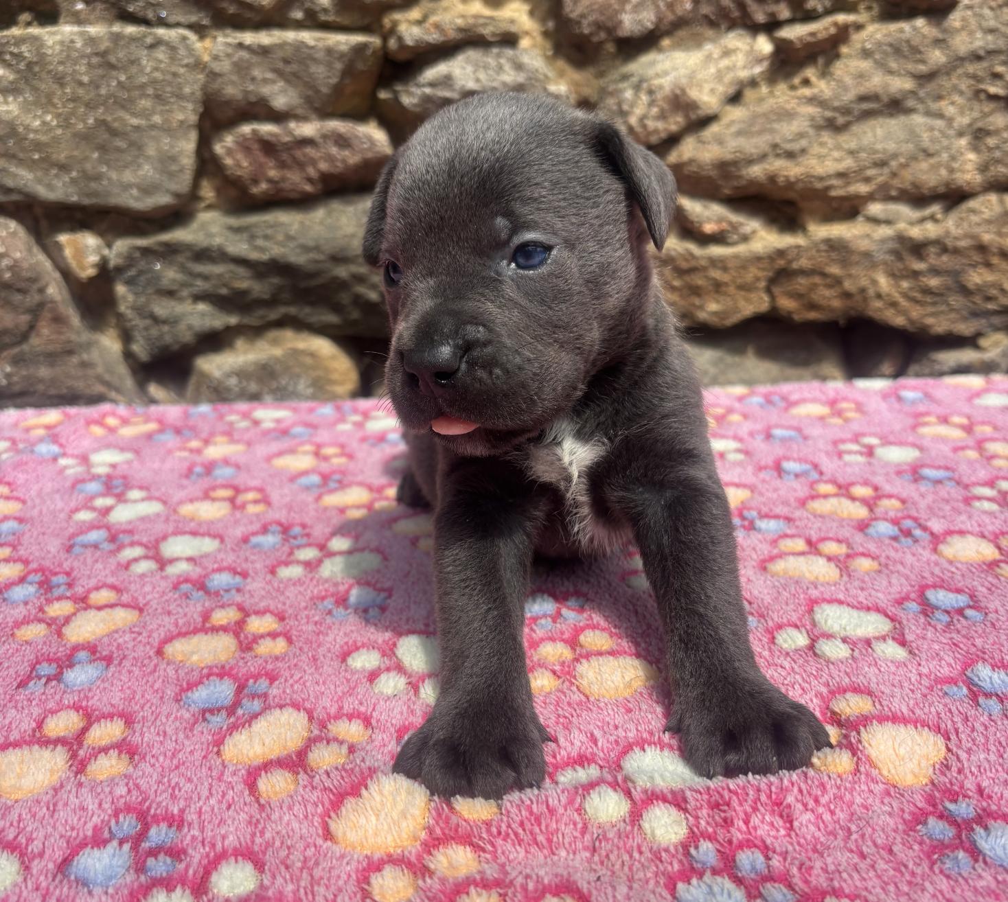 Chiot Cane Corso Mâle N°2