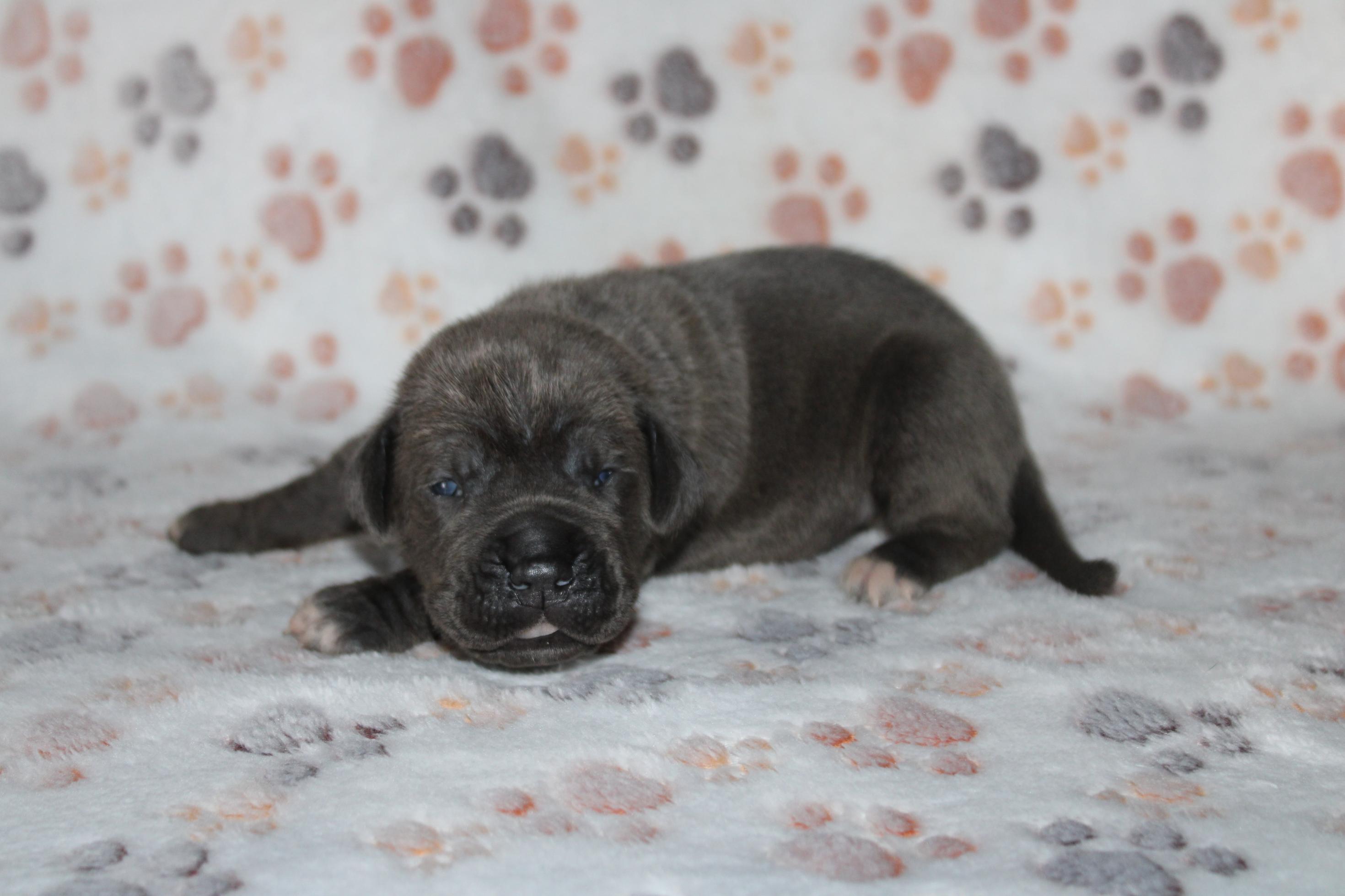 Chiot Cane Corso Alto