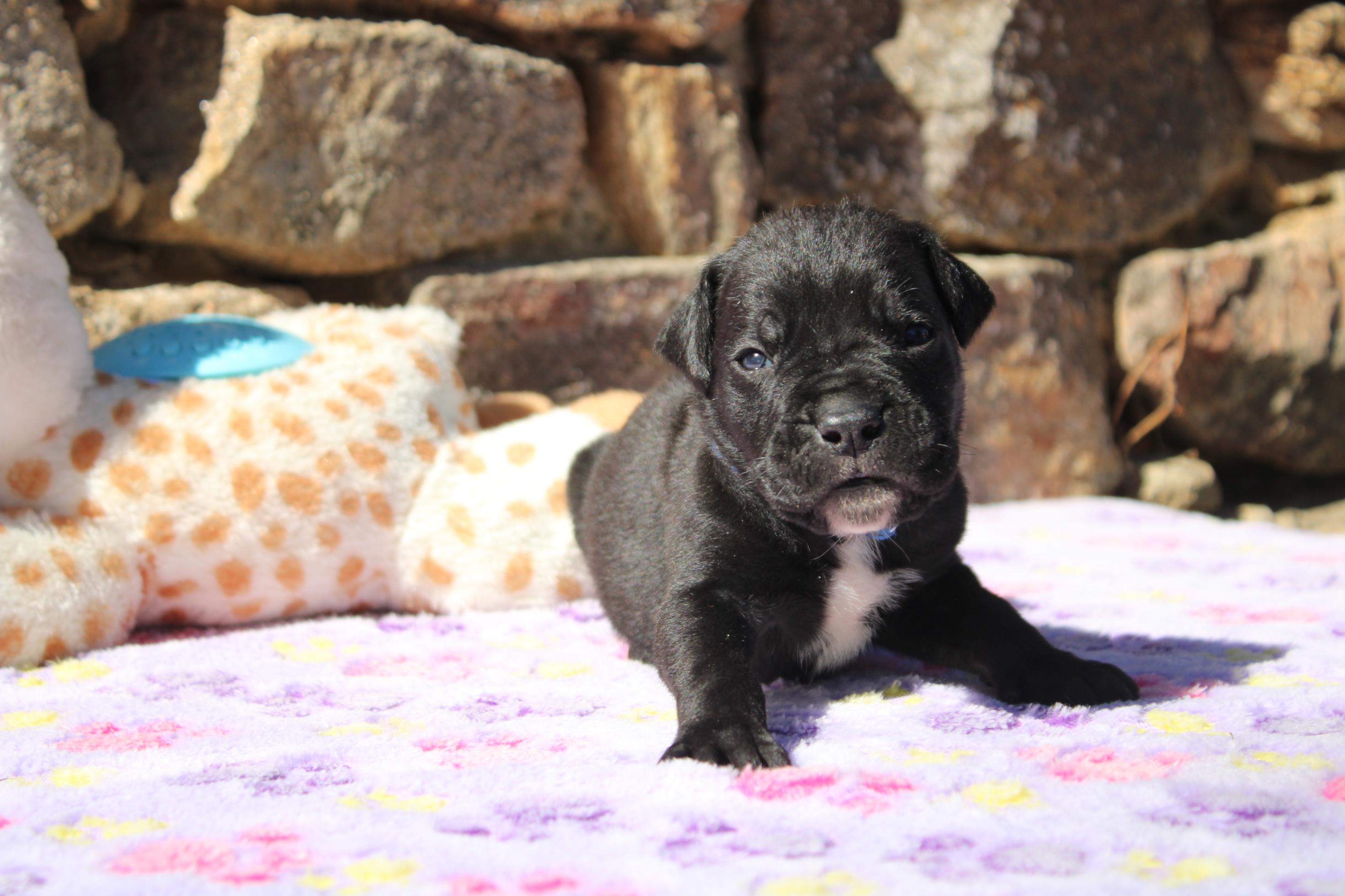 Chiot Cane Corso Mâle N°3