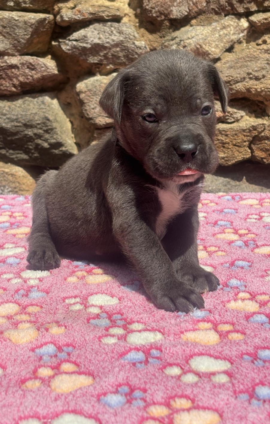 Chiot Cane Corso B’Wooky 
