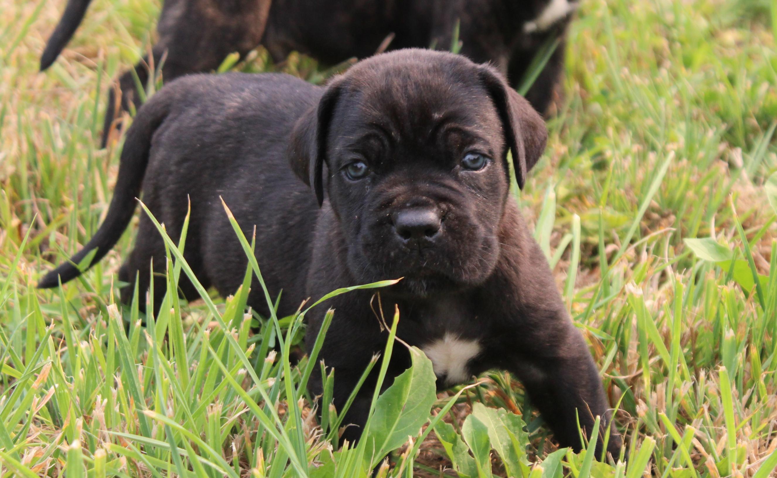 Chiot Cane Corso Mâle N°4