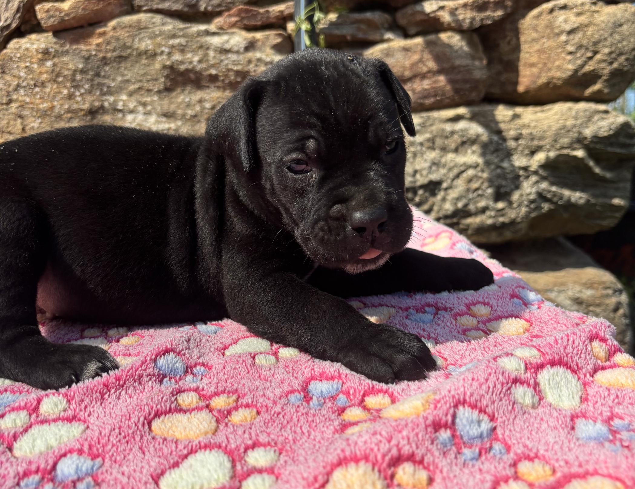 Chiot Cane Corso Mâle N°4